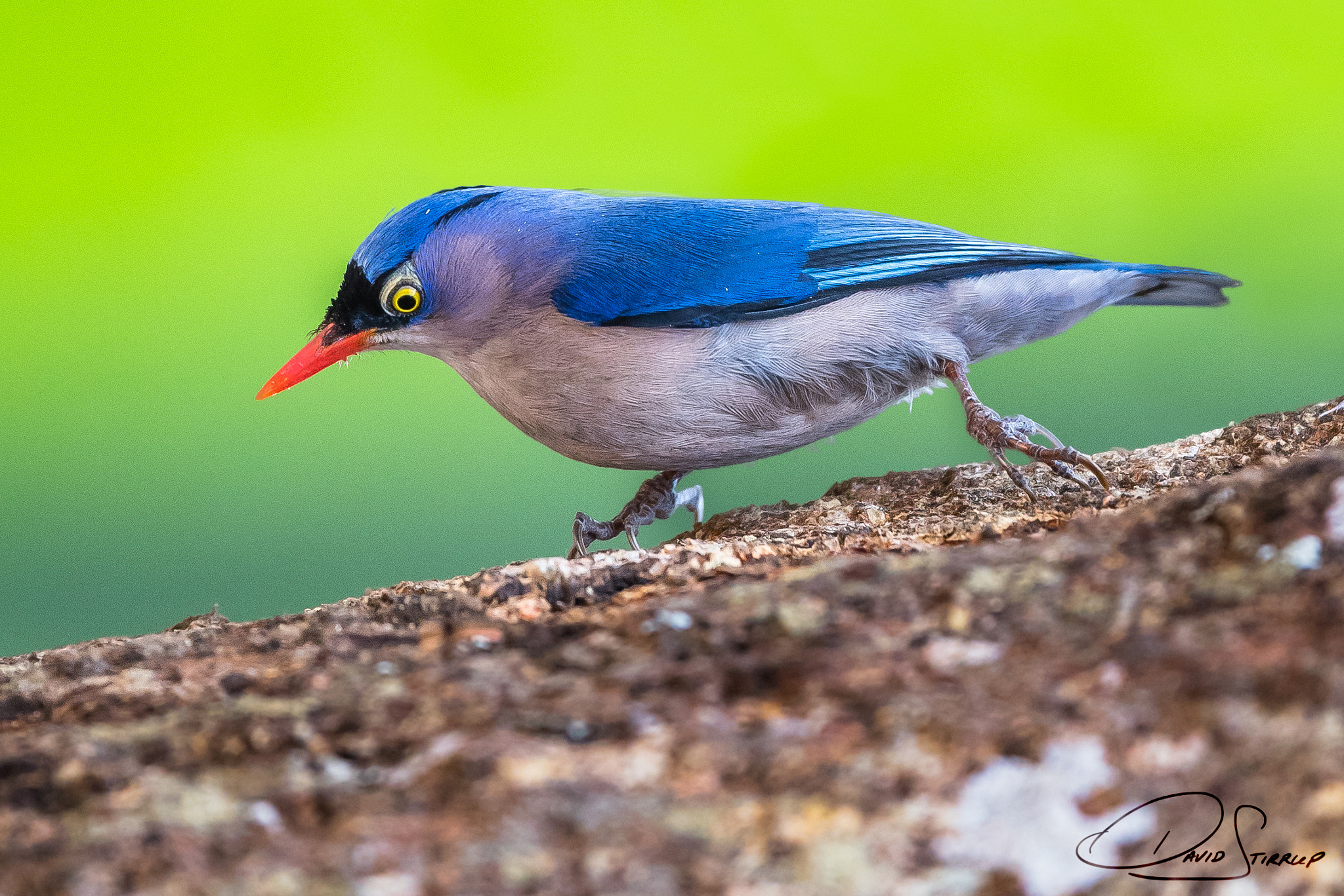 Nikon AF-S Nikkor 500mm F4E FL ED VR sample photo. Royalty photography