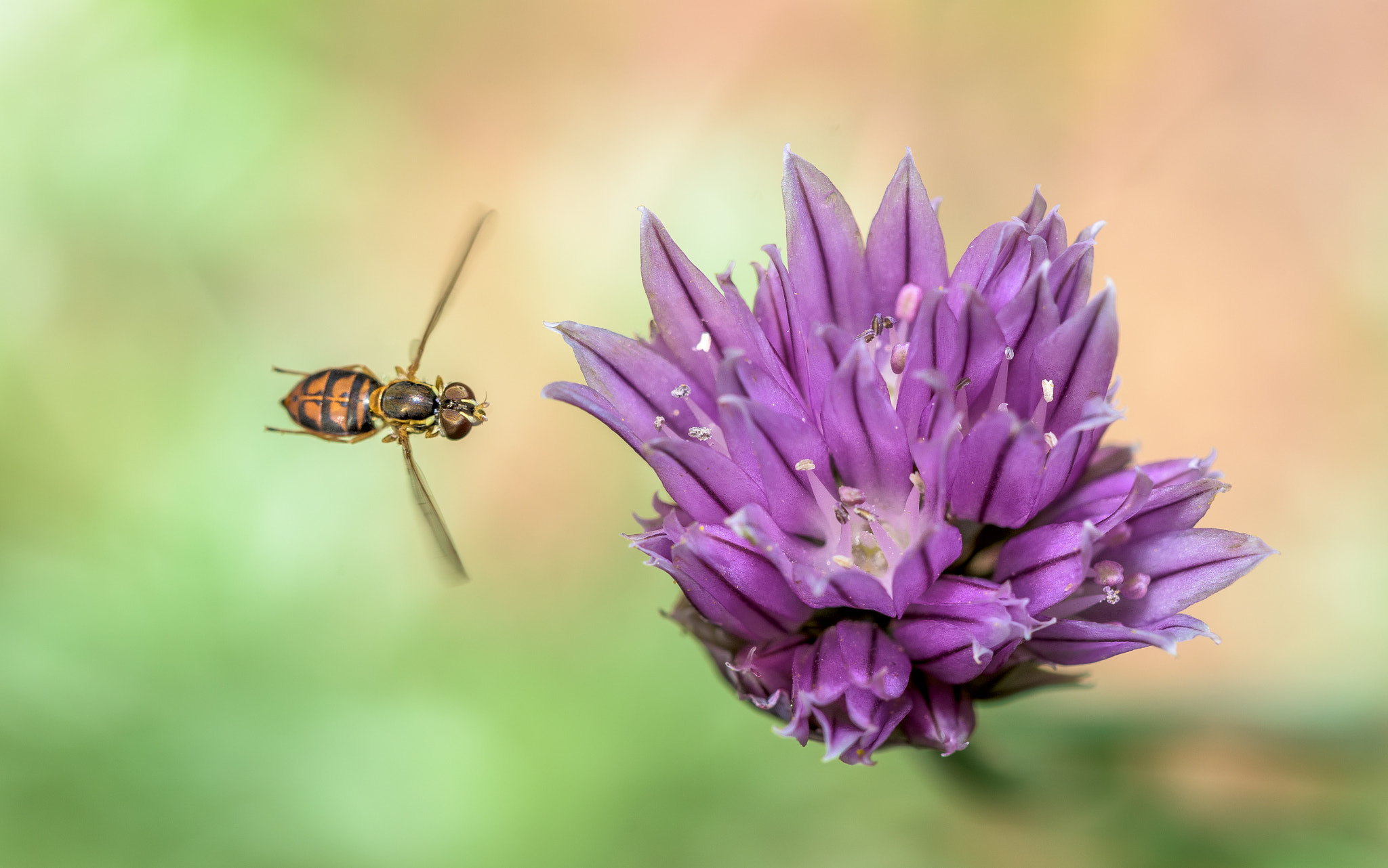 Nikon D810 sample photo. Pollination photography