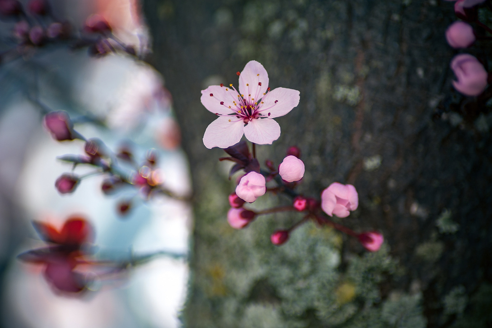 Nikon D700 + Tamron SP 70-300mm F4-5.6 Di VC USD sample photo. Sakura flowers photography