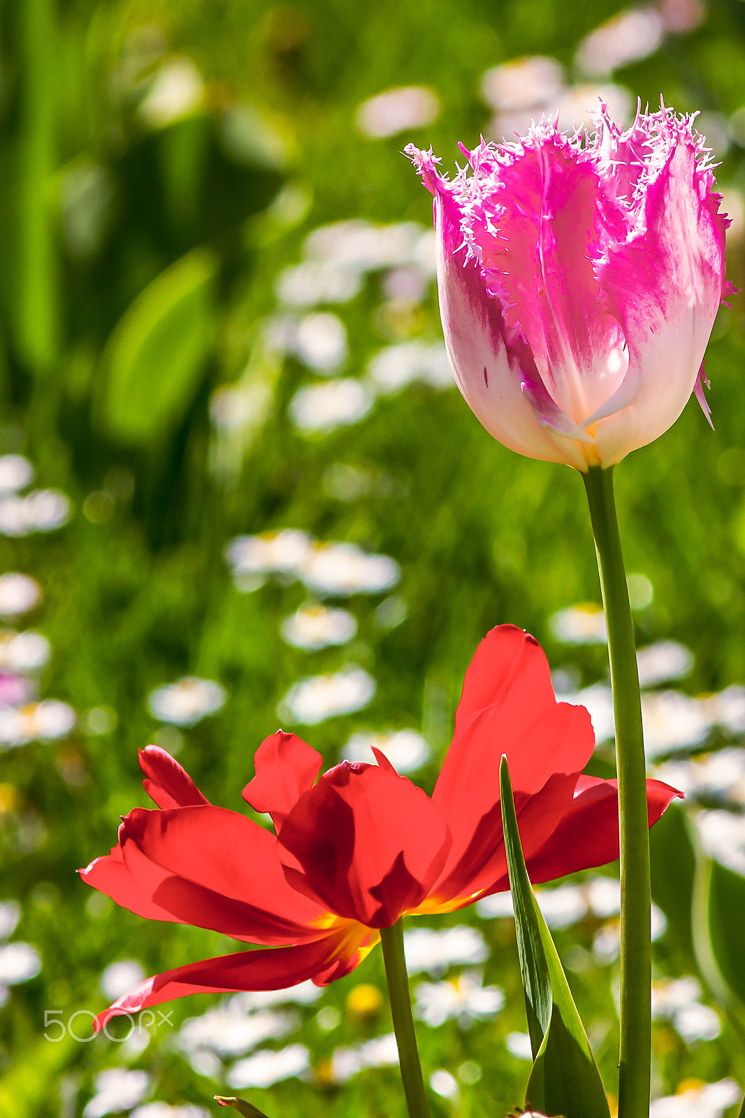 Canon EOS 7D + Canon EF 300mm F4L IS USM sample photo. Flowers photography