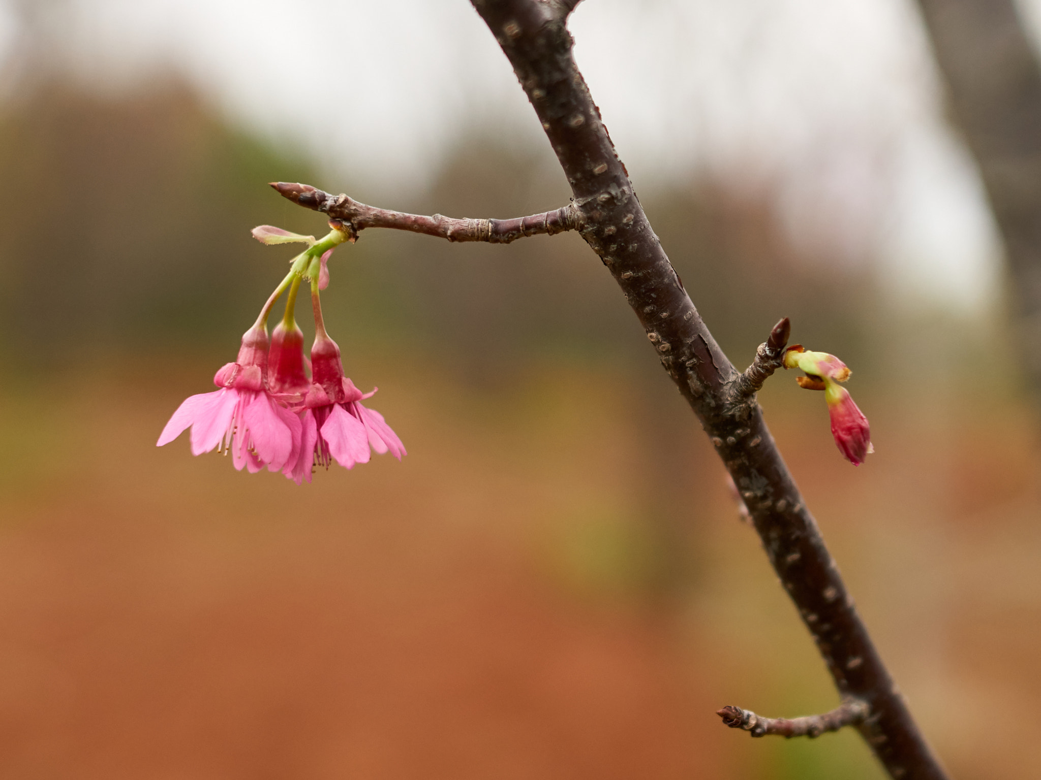 Sigma 24mm F1.4 DG HSM Art sample photo. 33185906422.jpg photography