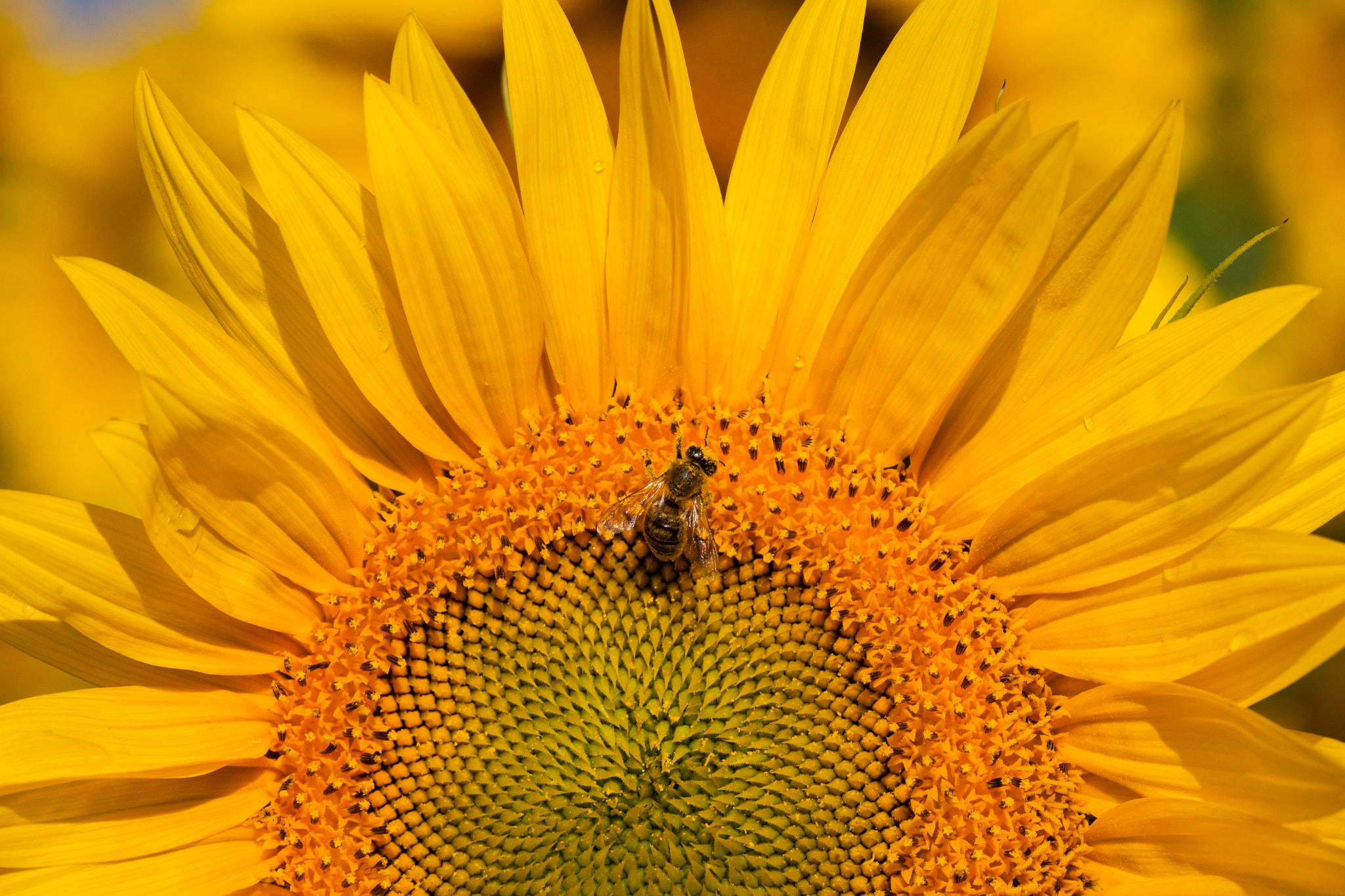 Sigma APO Macro 150mm f/2.8 EX DG HSM sample photo. Summertime photography