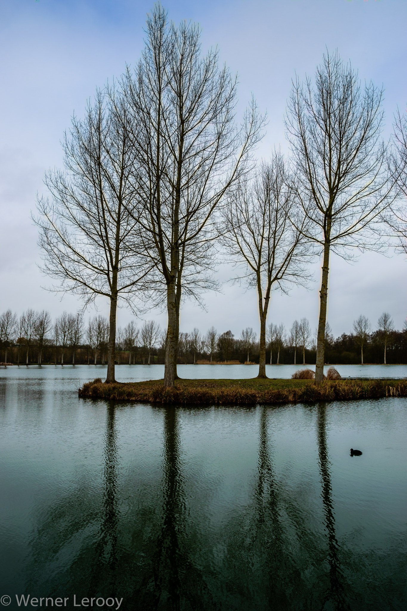 Sigma 17-50mm F2.8 EX DC OS HSM sample photo. Tree reflections photography