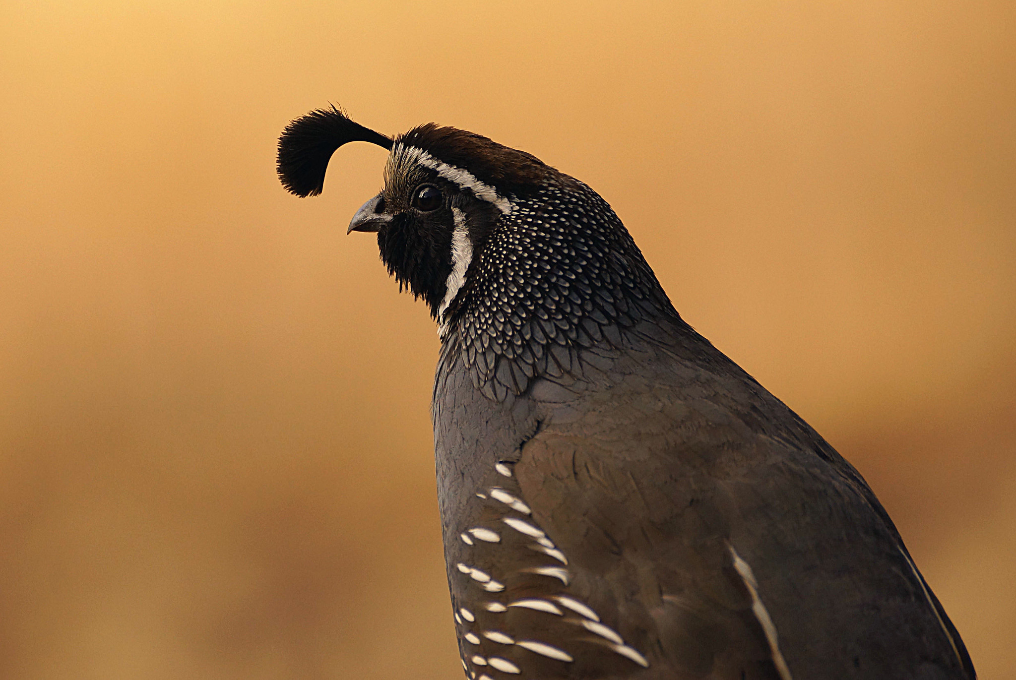 Sony SLT-A65 (SLT-A65V) sample photo. California quail photography