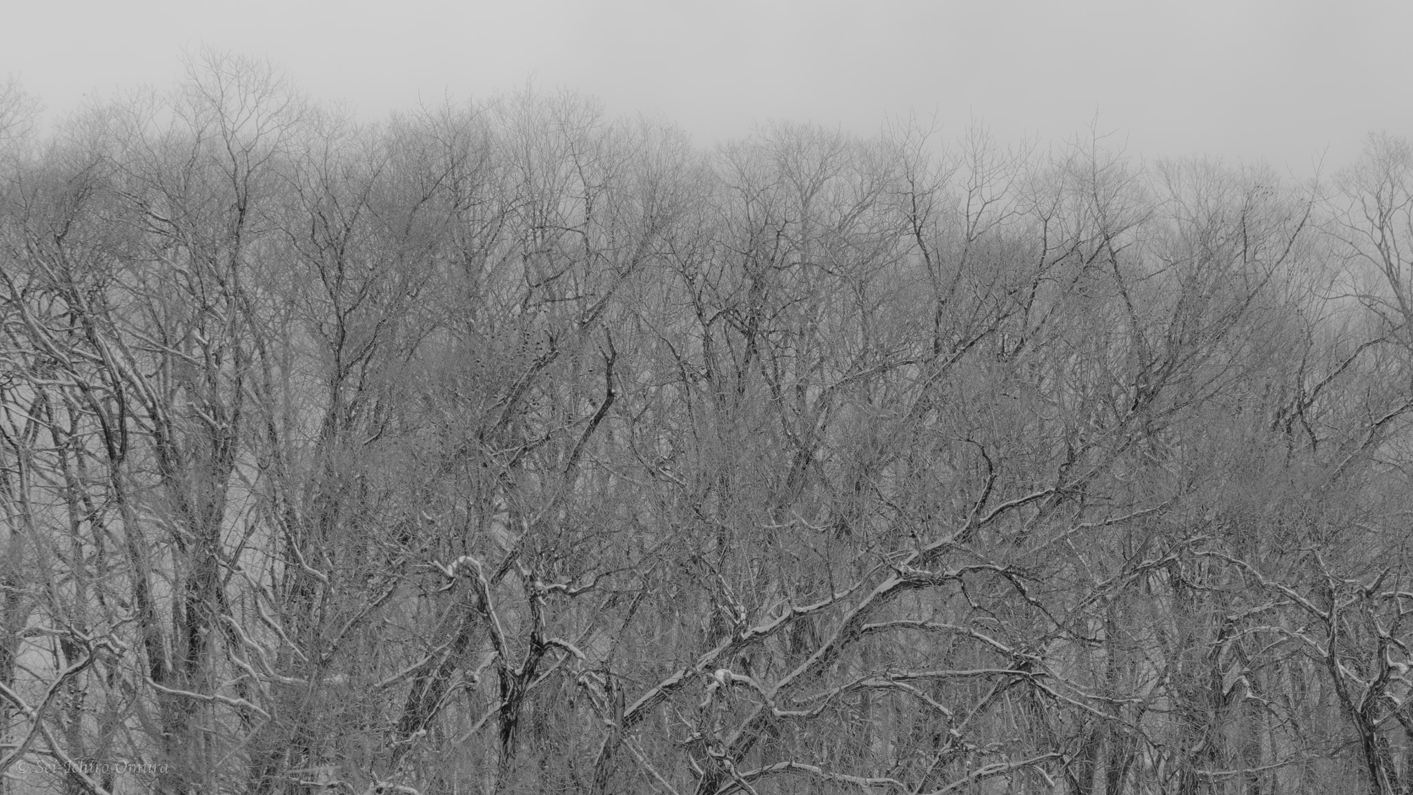 Panasonic Lumix DMC-GH4 sample photo. Winter trees photography