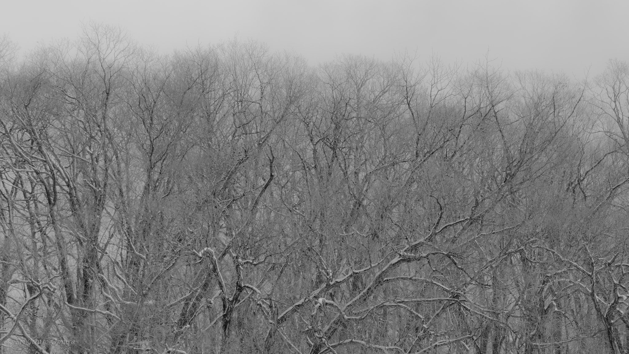 Panasonic Lumix DMC-GH4 + Olympus M.Zuiko Digital ED 40-150mm F2.8 Pro sample photo. Winter trees photography