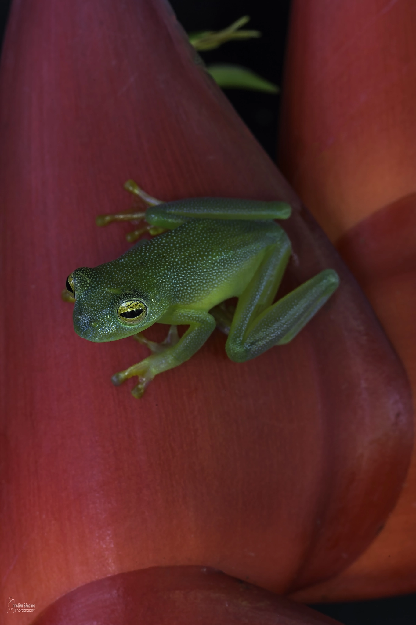 Nikon AF-S Micro-Nikkor 105mm F2.8G IF-ED VR sample photo. Granular glass frog photography