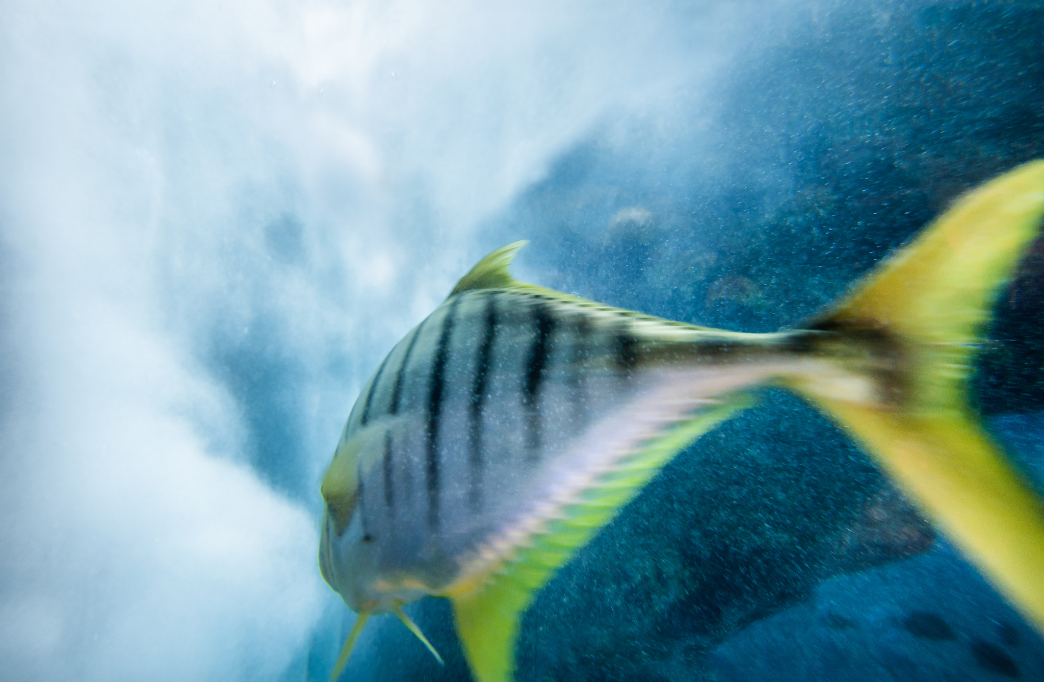 Tamron SP 15-30mm F2.8 Di VC USD sample photo. Yellow tail photography