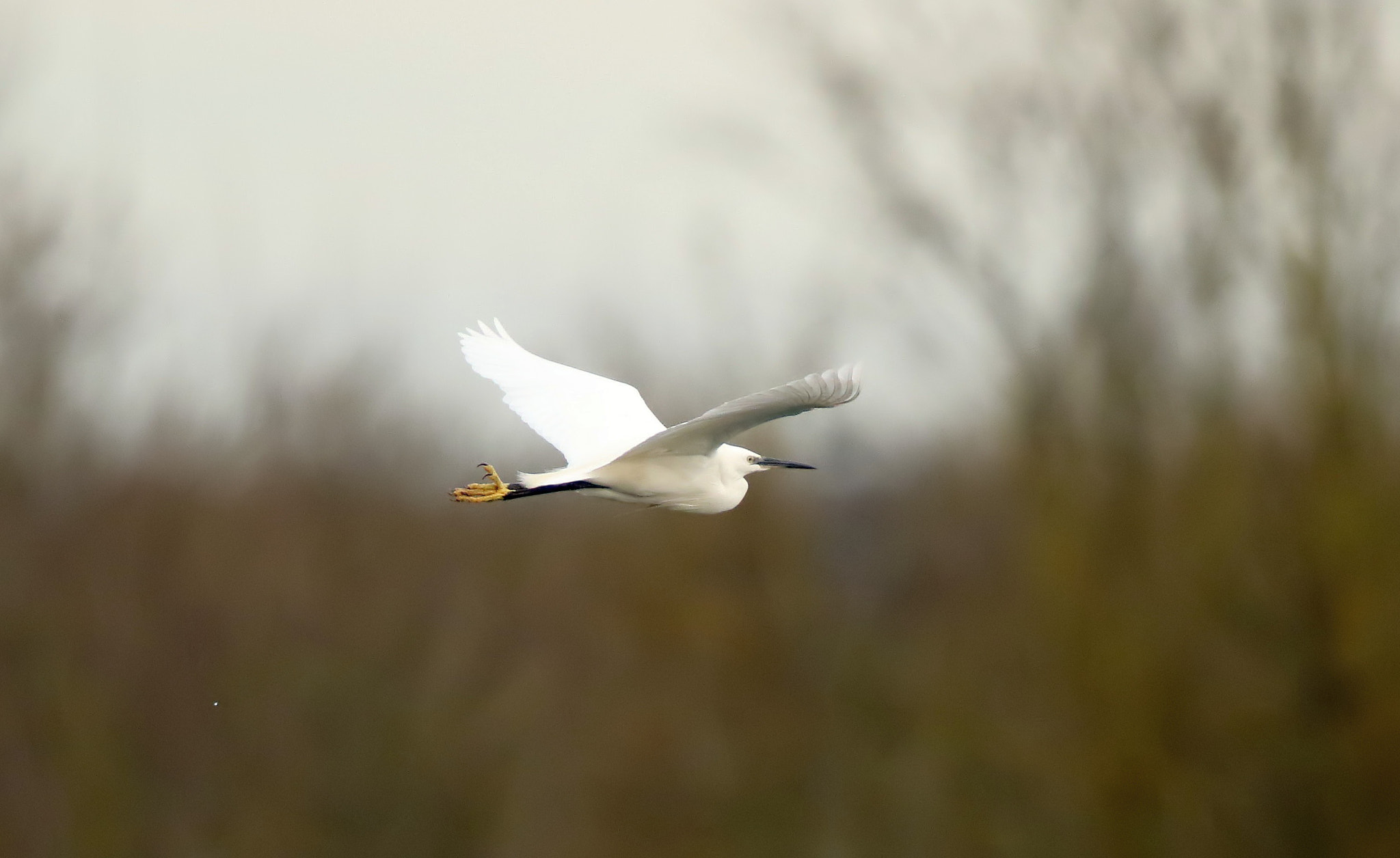 Canon EF 500mm F4L IS II USM sample photo. Egret photography