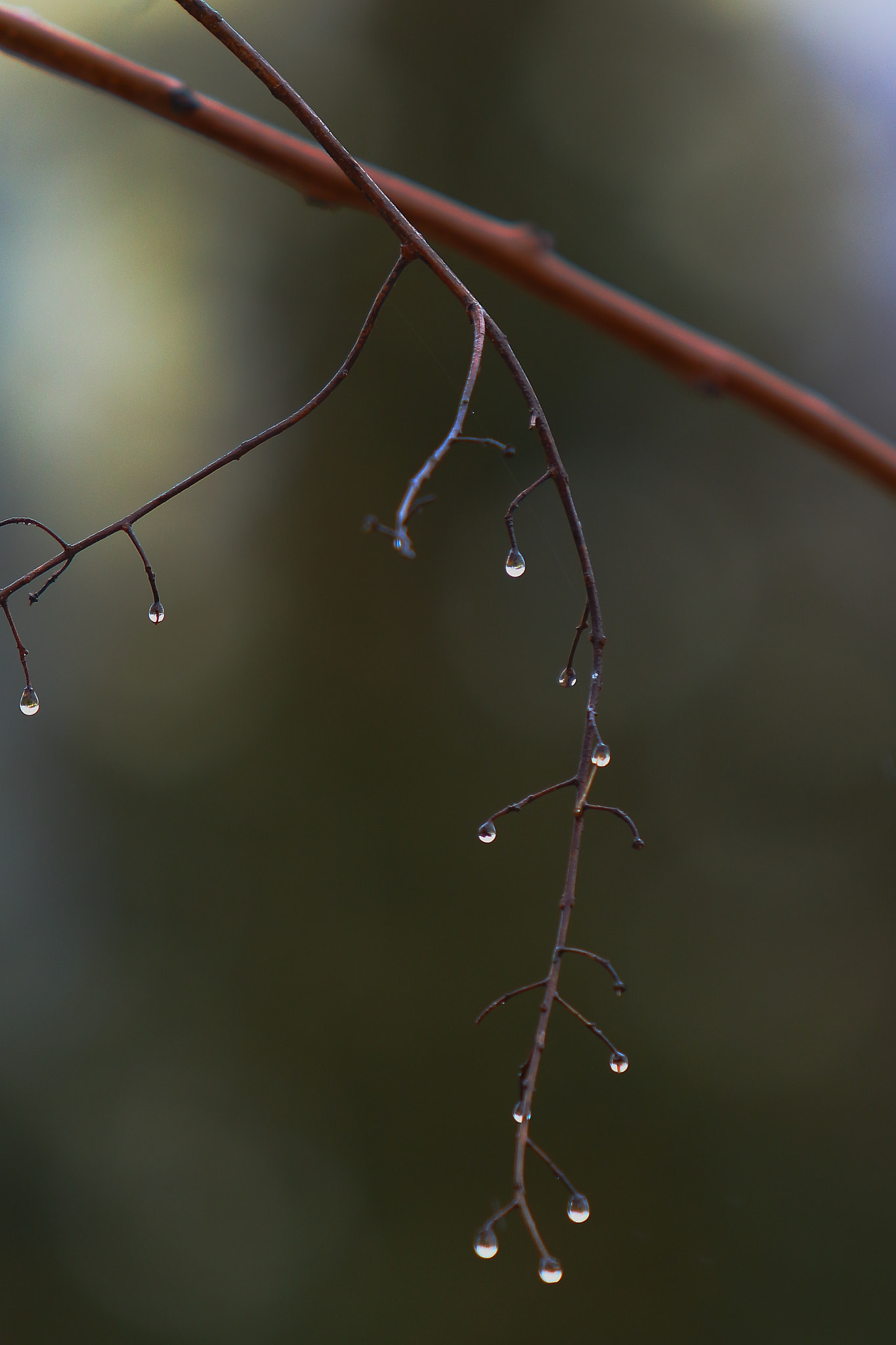 Canon EF 70-200mm F2.8L USM sample photo. Drops photography
