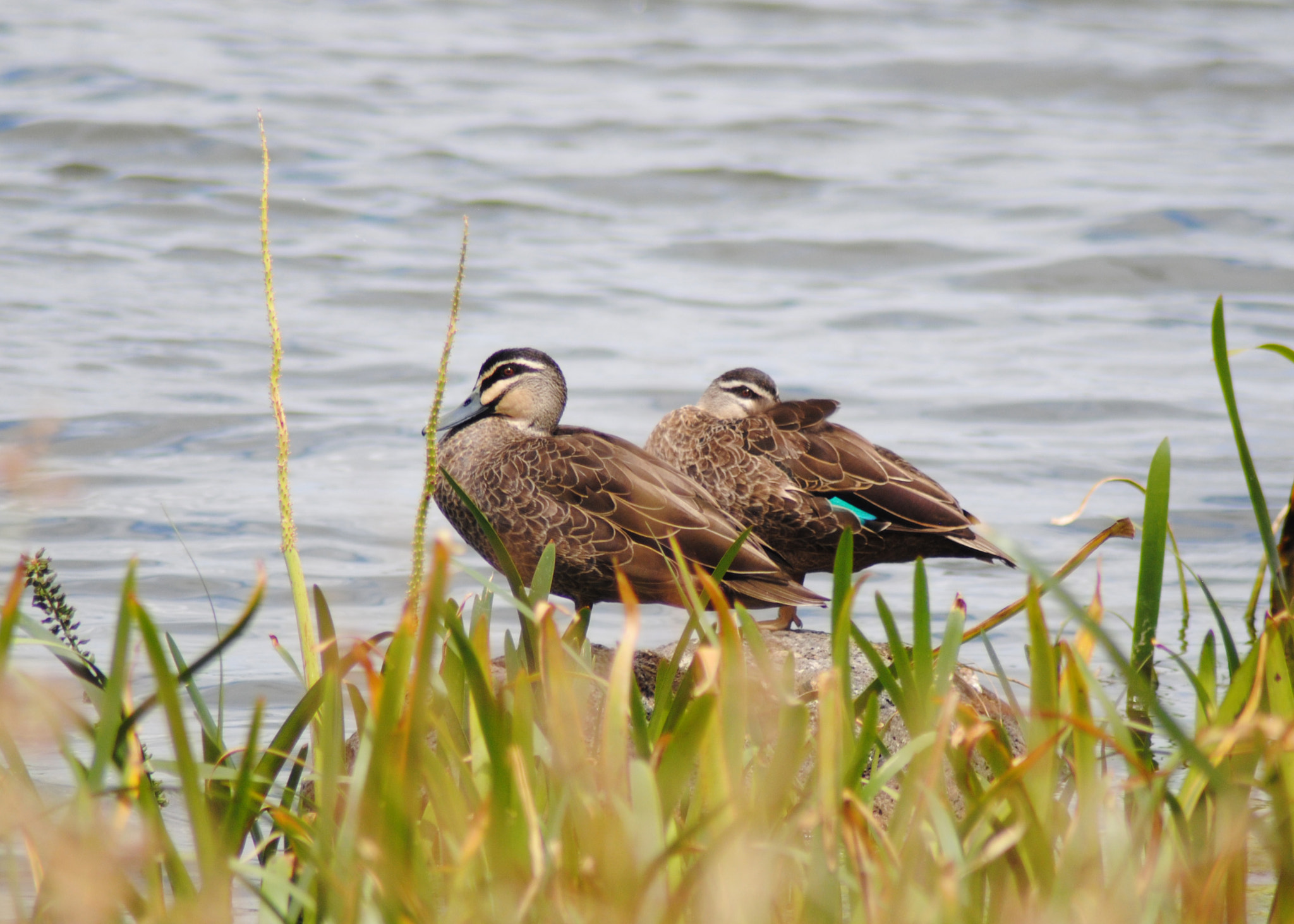 Nikon D3000 sample photo. Pacific black ducks photography