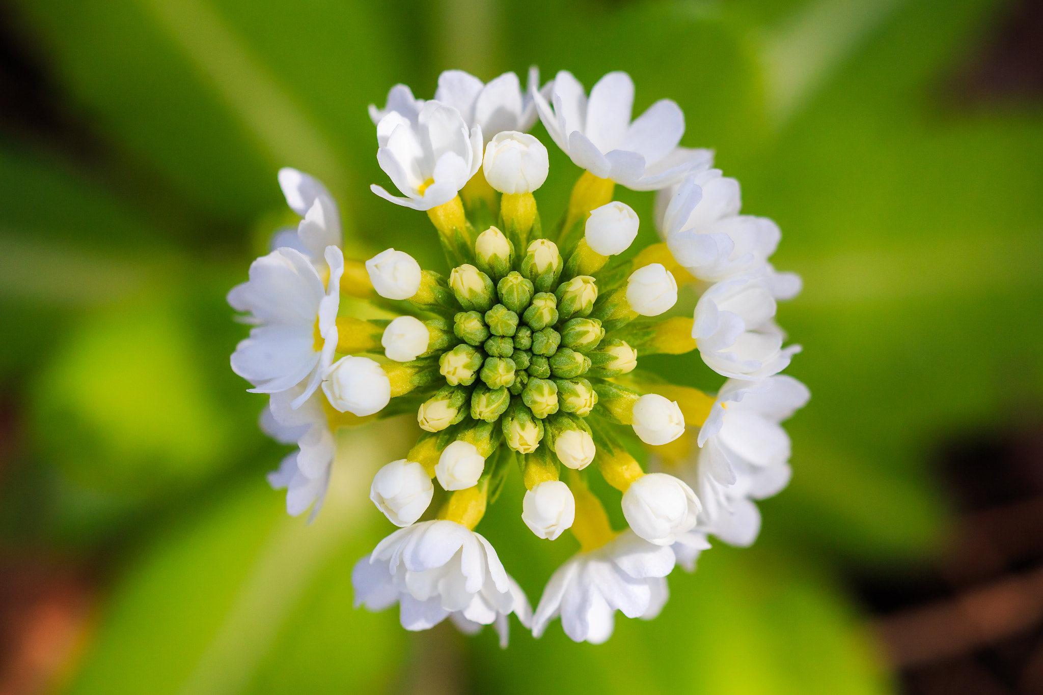 Canon EF 180mm F3.5L Macro USM sample photo. Blossoming flower bud photography