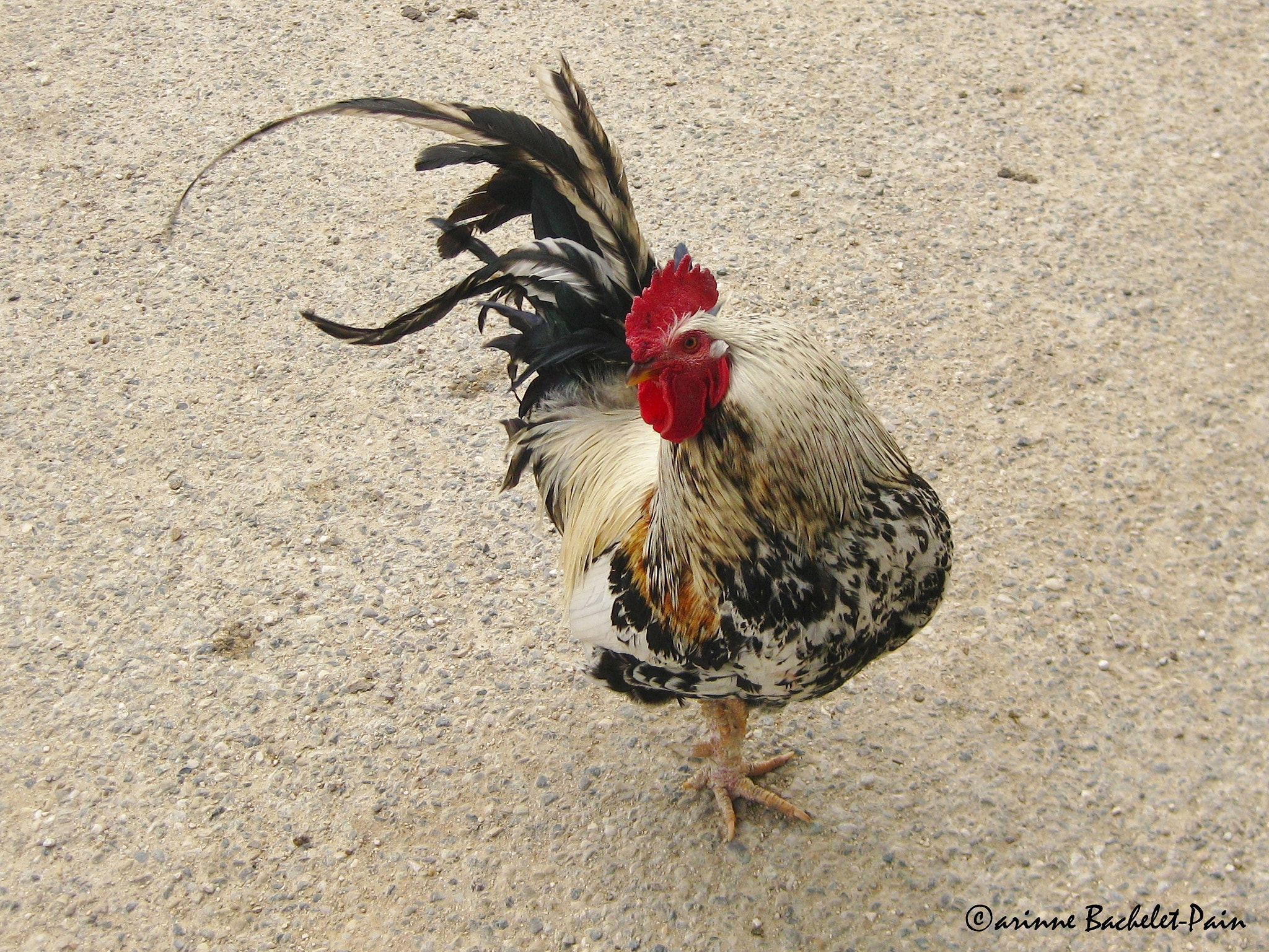 Canon PowerShot SD1100 IS (Digital IXUS 80 IS / IXY Digital 20 IS) sample photo. Coq * rooster photography