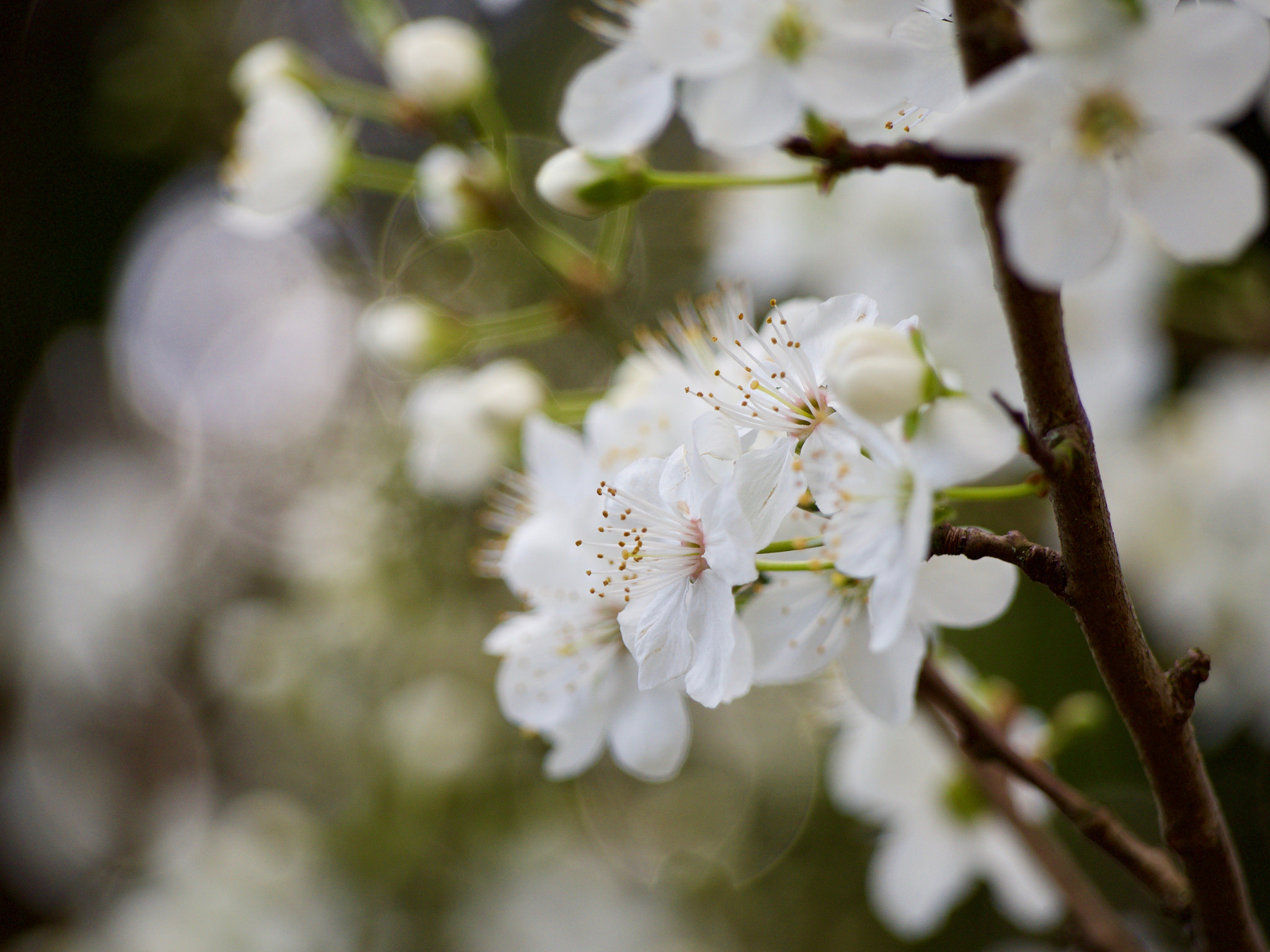 Olympus OM-D E-M10 II sample photo. Blossoms photography