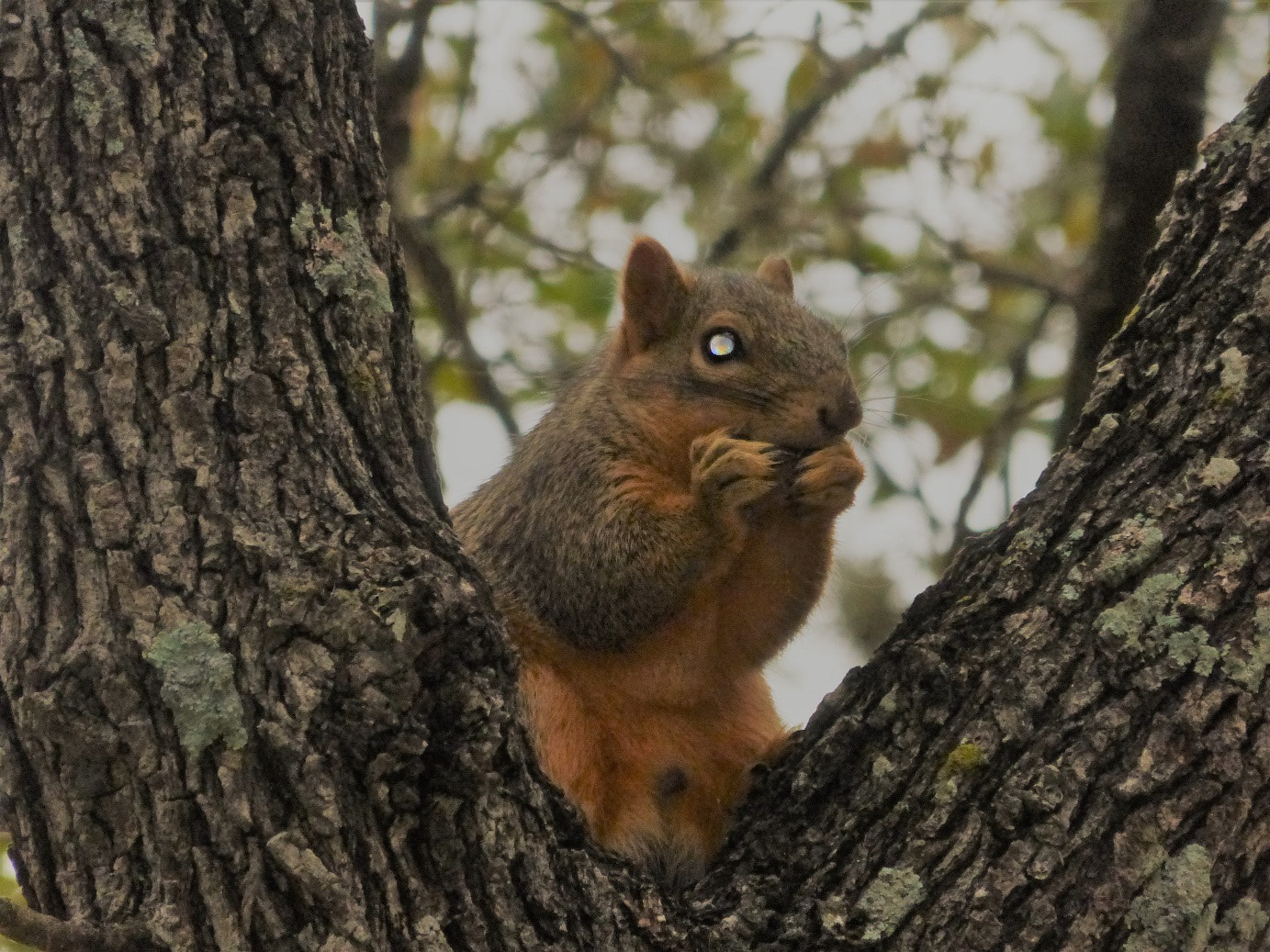 Panasonic Lumix DMC-ZS25 (Lumix DMC-TZ35) sample photo. Mystic squirrel photography