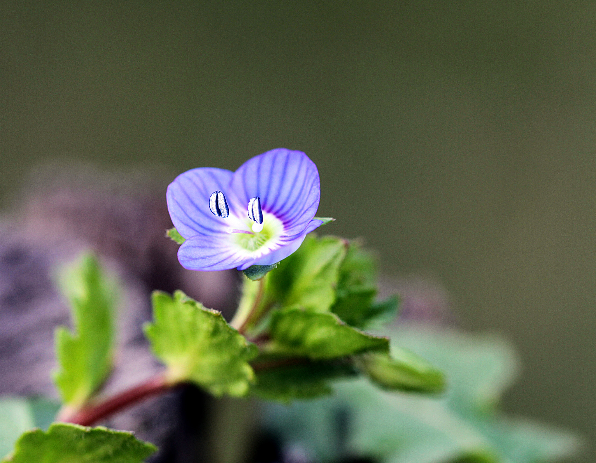 Canon EOS 7D + Sigma 105mm F2.8 EX DG OS HSM sample photo. A tiny flower photography