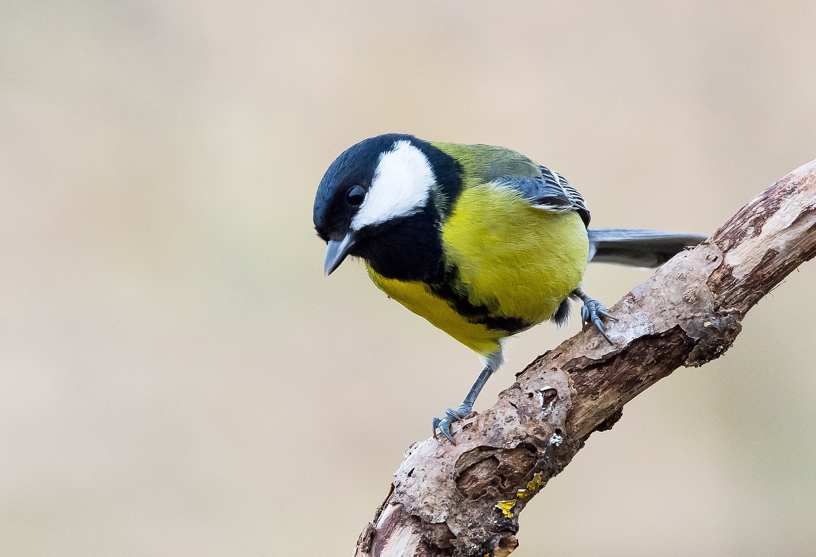 Sigma 120-400mm F4.5-5.6 DG OS HSM sample photo. Great tit photography