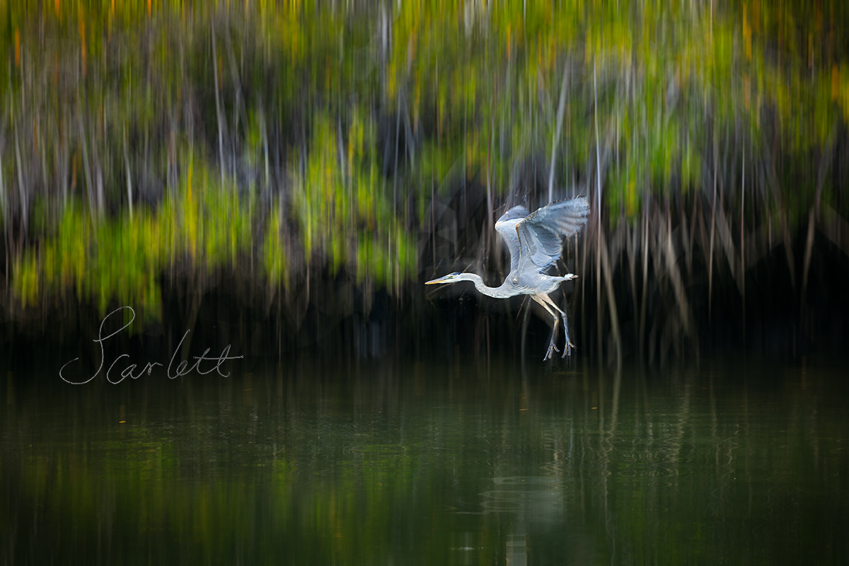 Canon EOS-1D X sample photo. Secrete water photography
