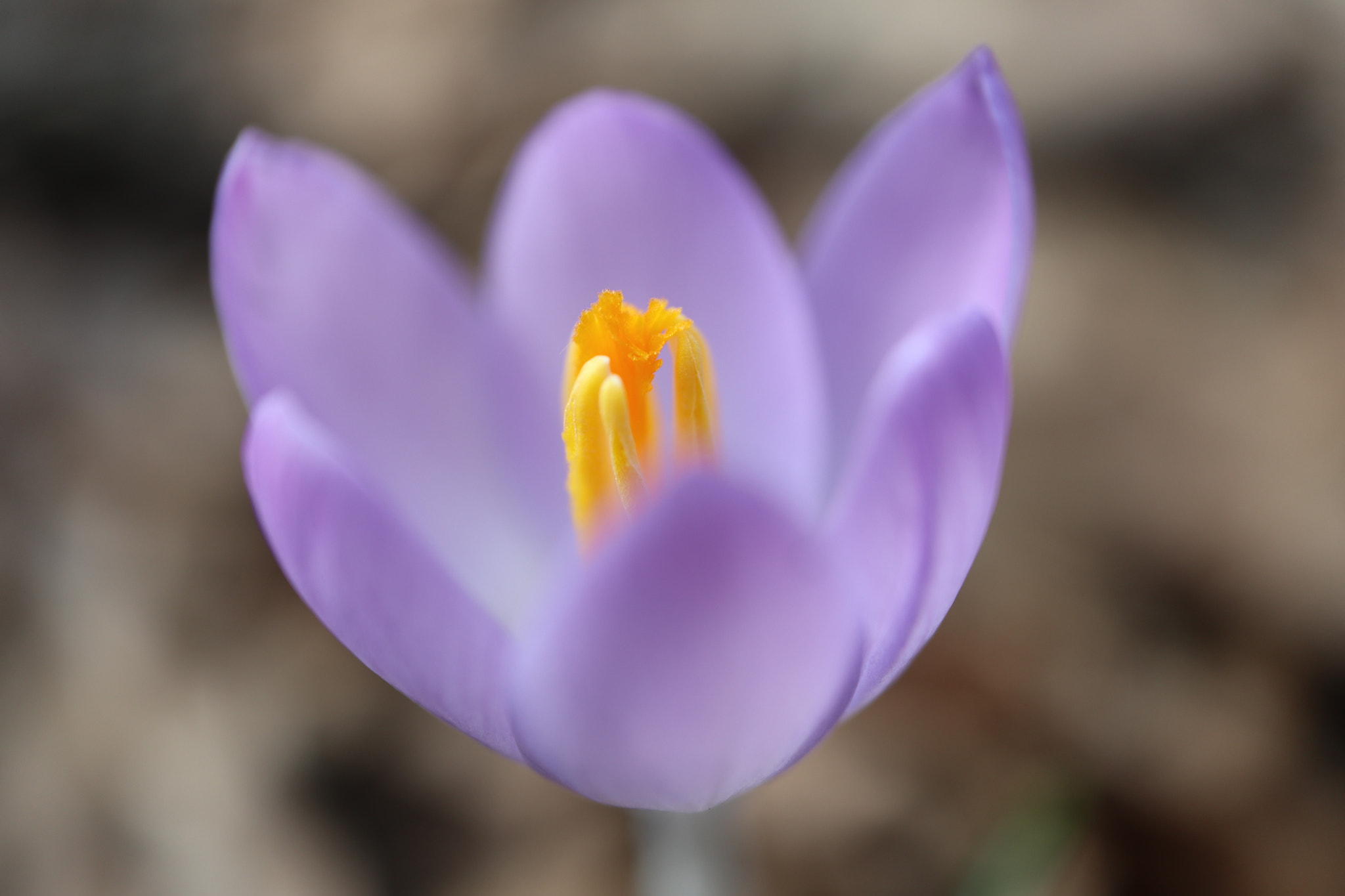 Canon EOS M5 + Canon EF-M 28mm F3.5 Macro IS STM sample photo. Crocus photography