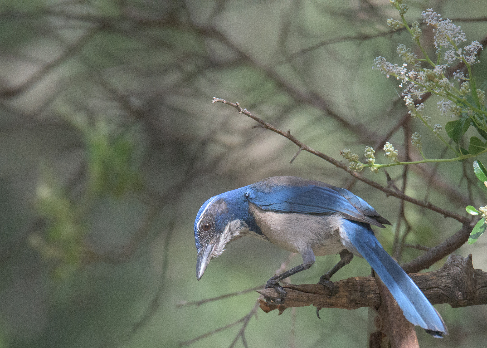 Nikon D810 sample photo. California scrub jay photography