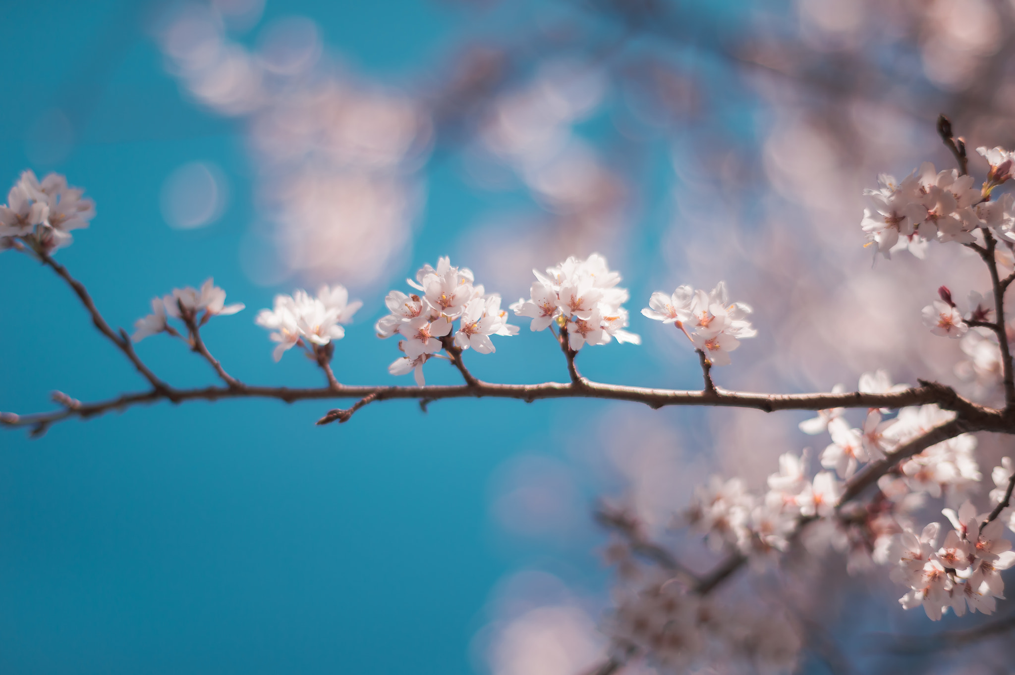 ZEISS Planar T* 50mm F1.4 sample photo. First cherry blossoms arrive in dc photography
