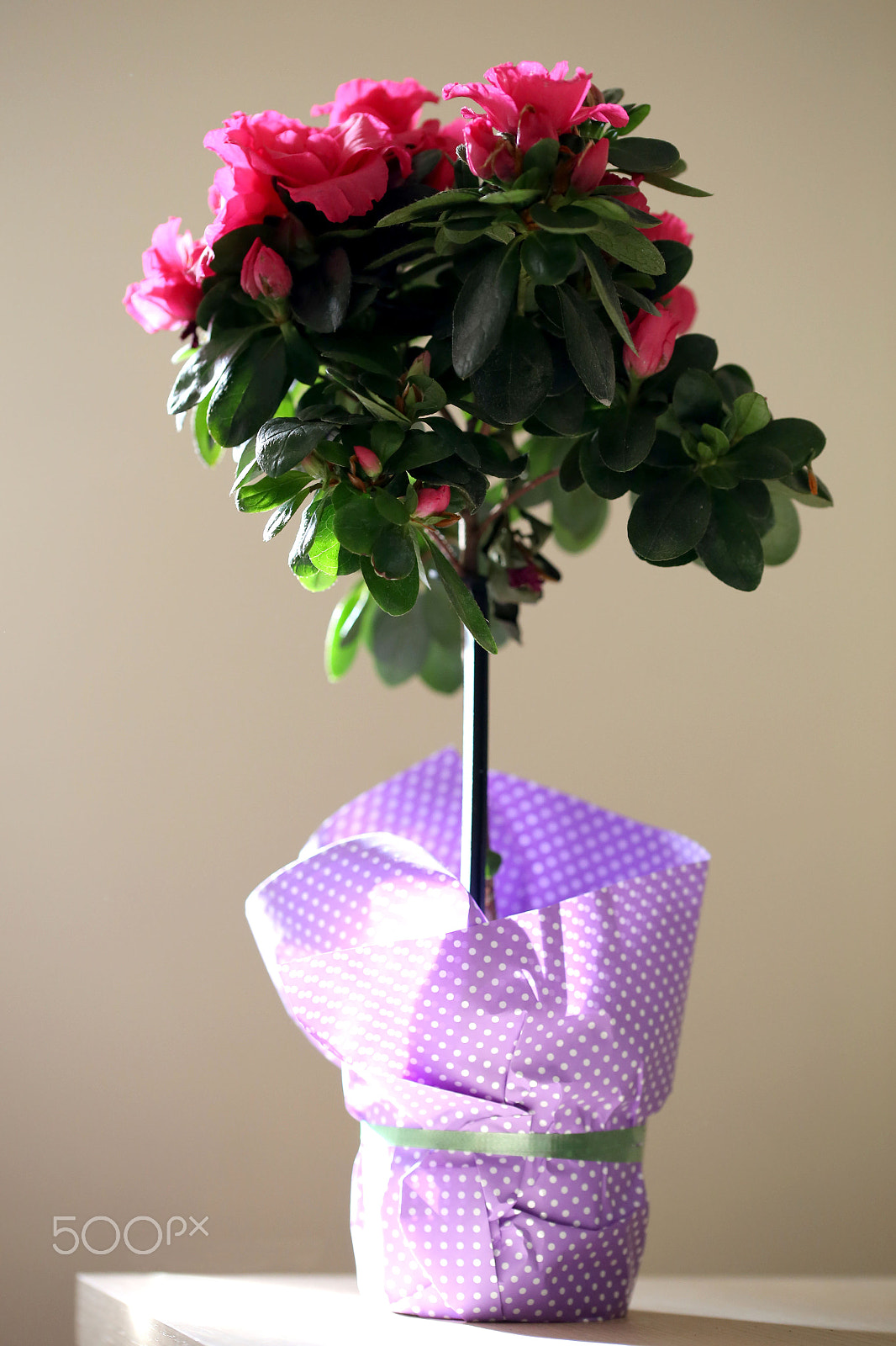 Sigma 105mm F2.8 EX DG OS HSM sample photo. Sunlights on flower photography