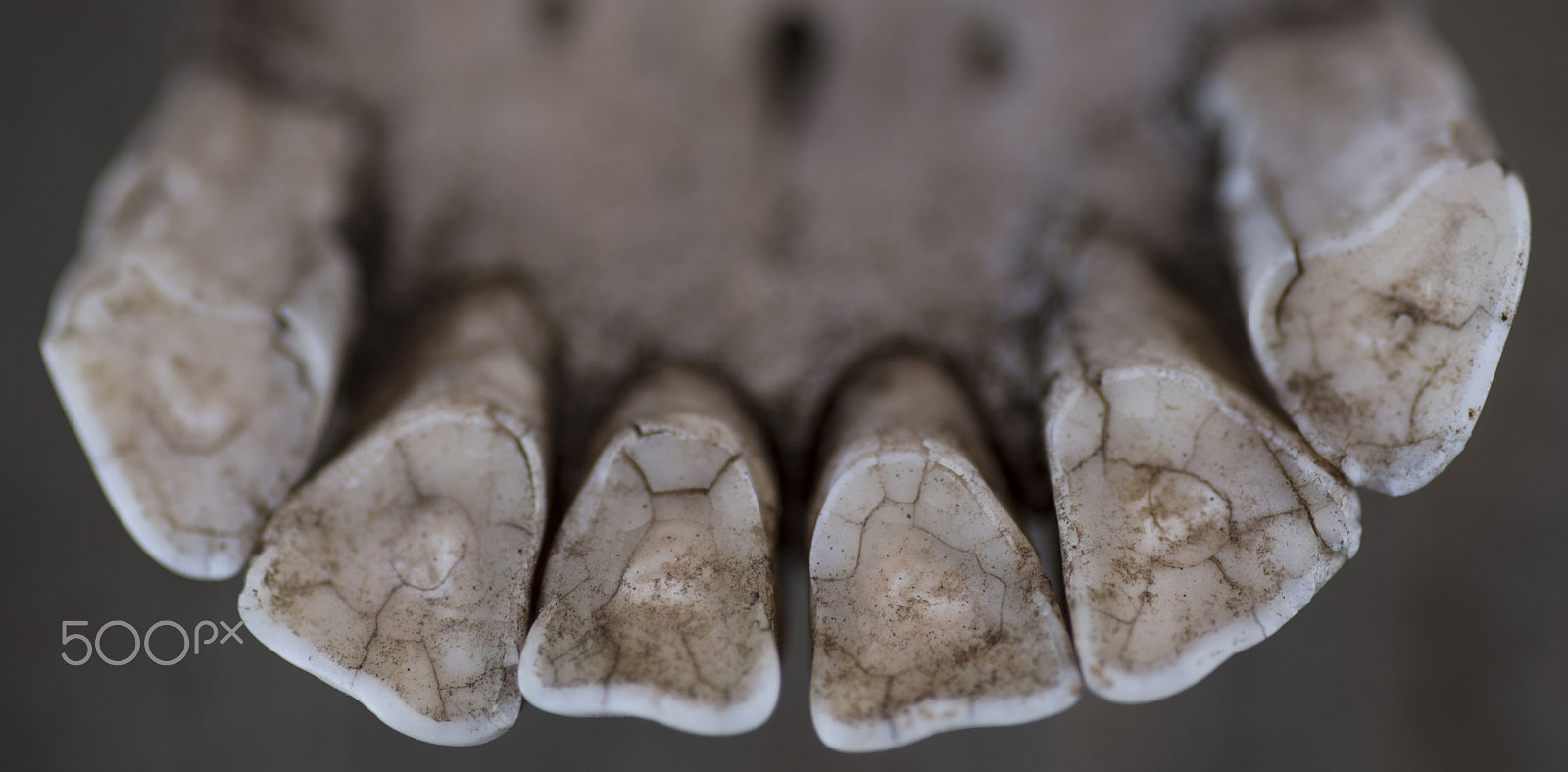 Nikon D810 + Tokina AT-X Pro 100mm F2.8 Macro sample photo. Horse teeth photography