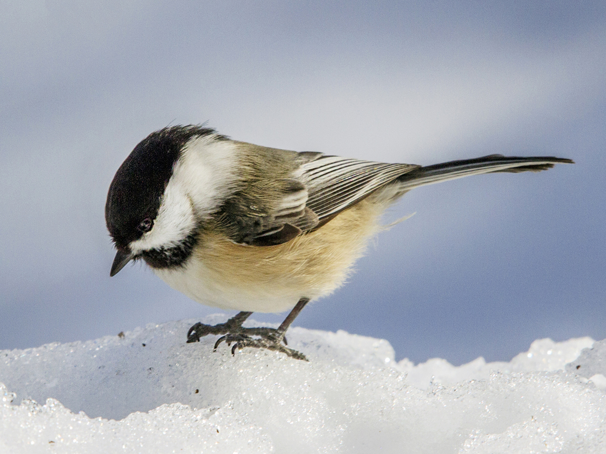 Canon EOS 7D + Canon EF 70-200mm F4L USM sample photo. Black-capped chickadee photography