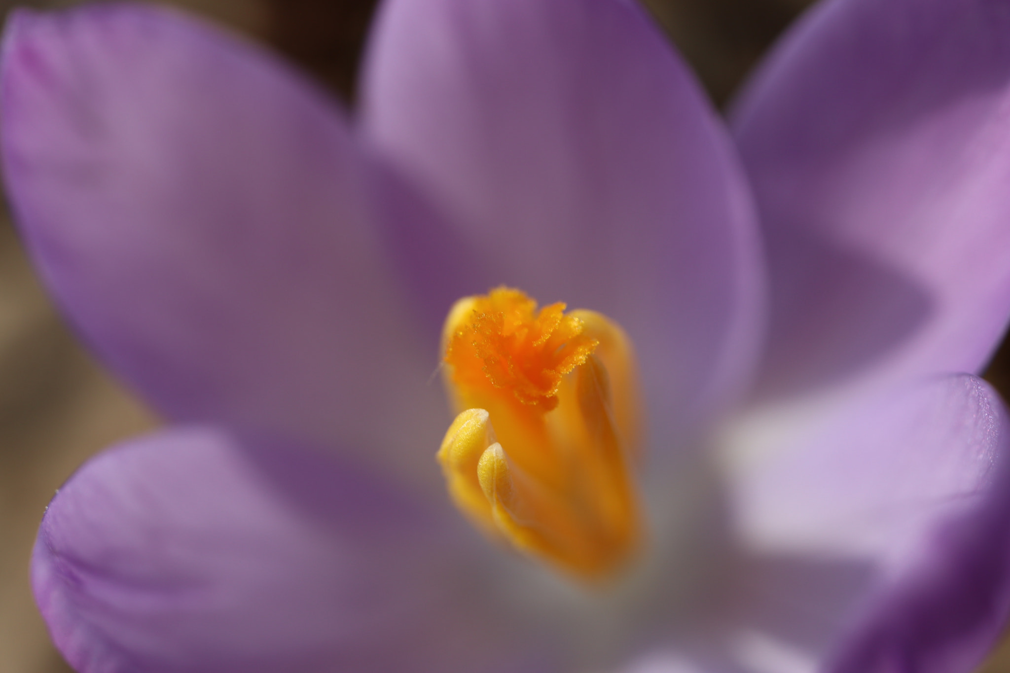 Canon EOS M5 + Canon EF-M 28mm F3.5 Macro IS STM sample photo. Macro + crocus photography