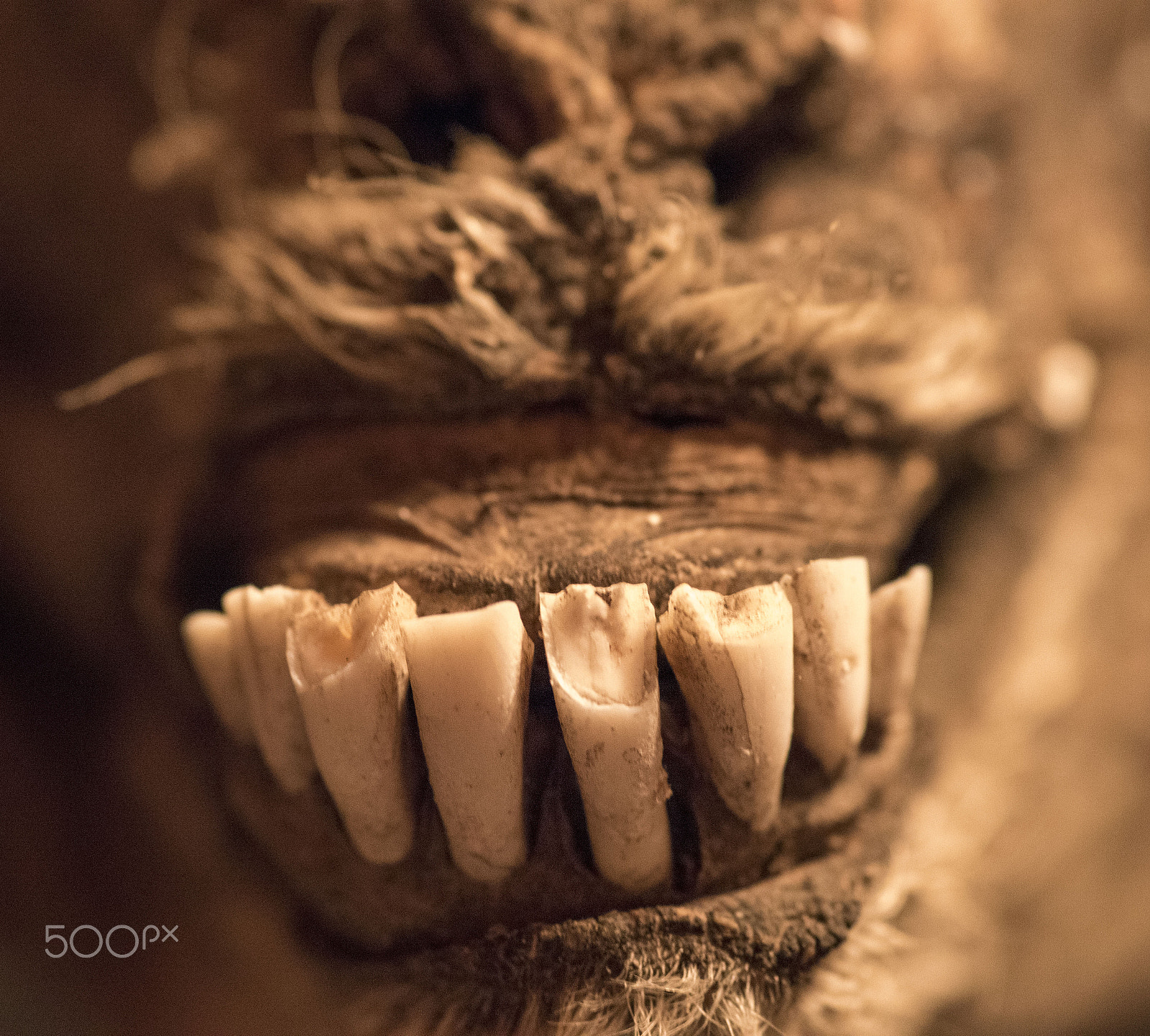 Tokina AT-X Pro 100mm F2.8 Macro sample photo. Ram teeth photography
