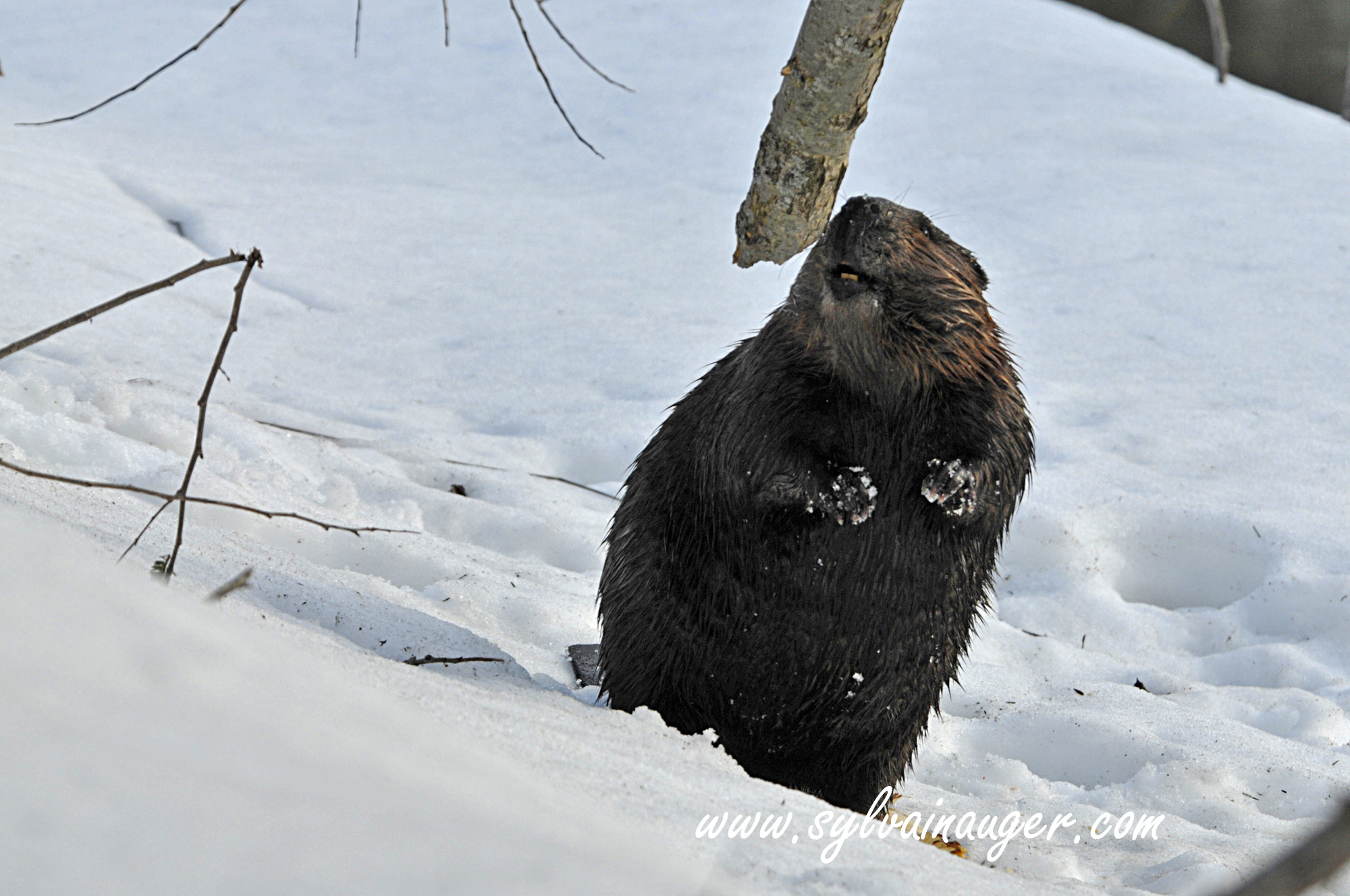 Nikon D300S sample photo. Lunch... photography
