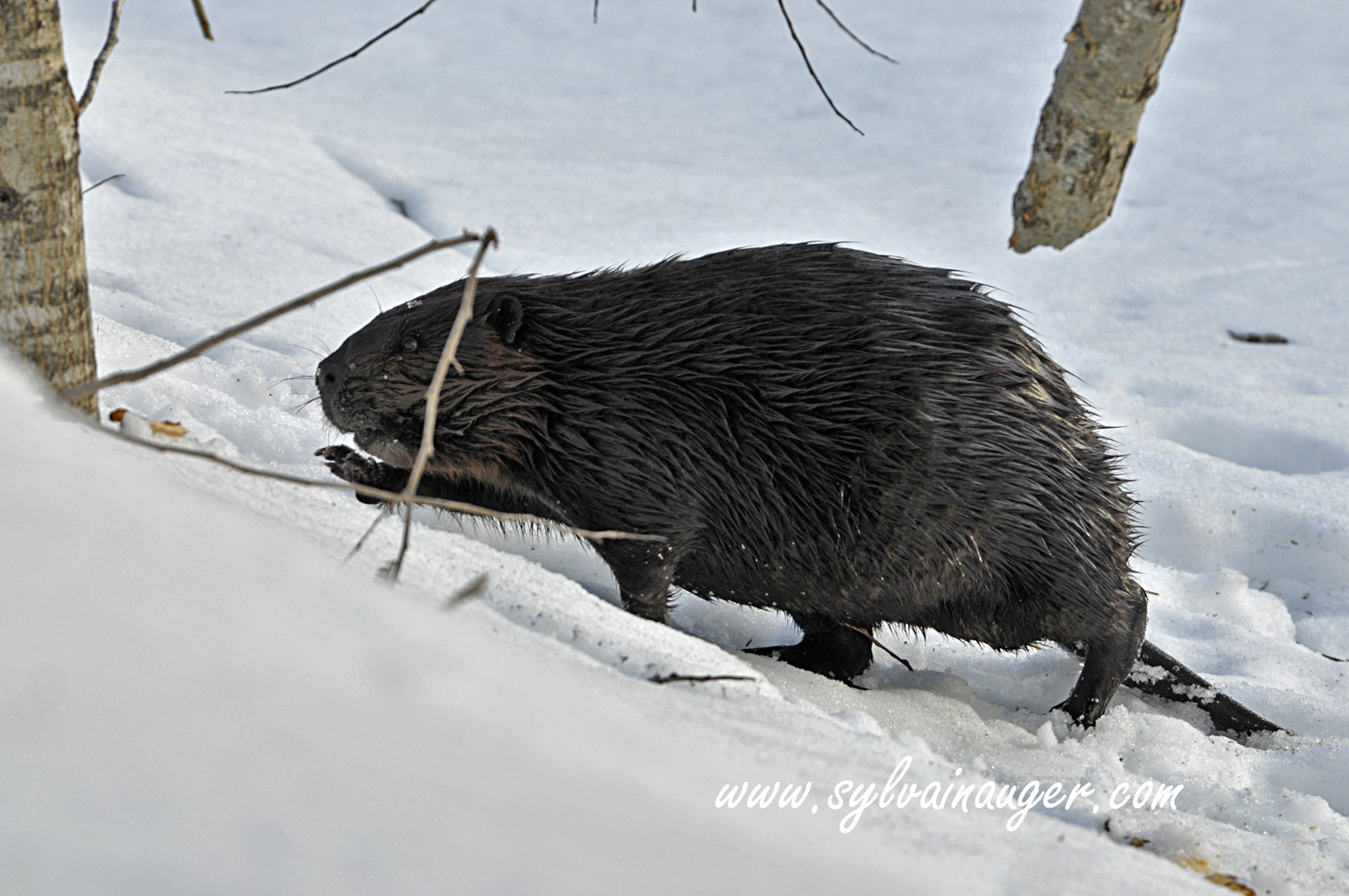 Nikon D300S sample photo. Castor photography