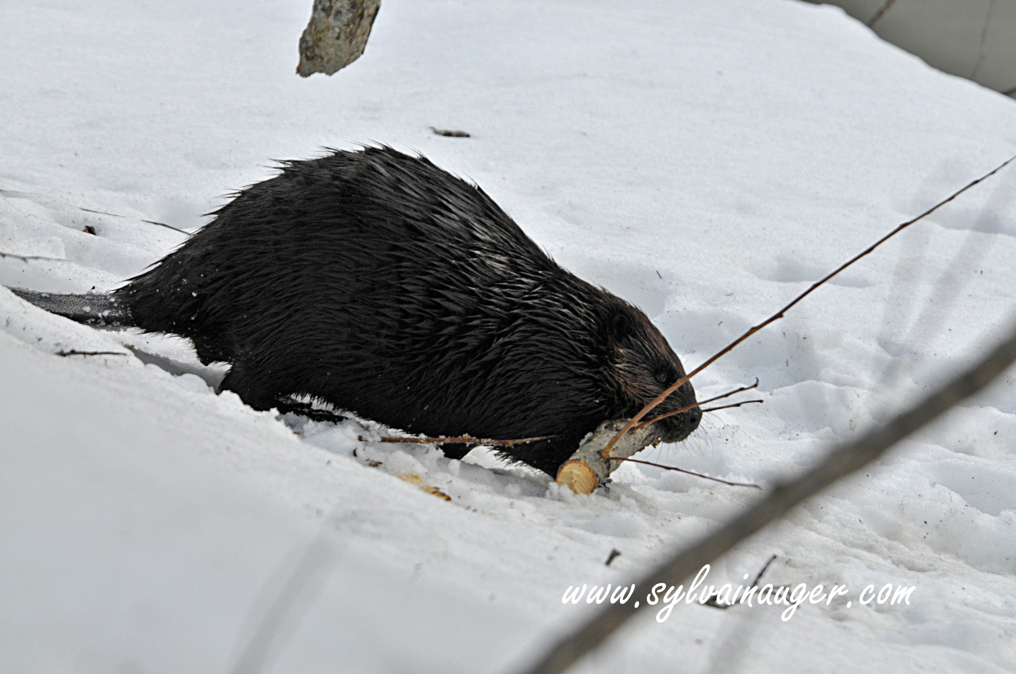 Nikon D300S sample photo. Fast food... photography