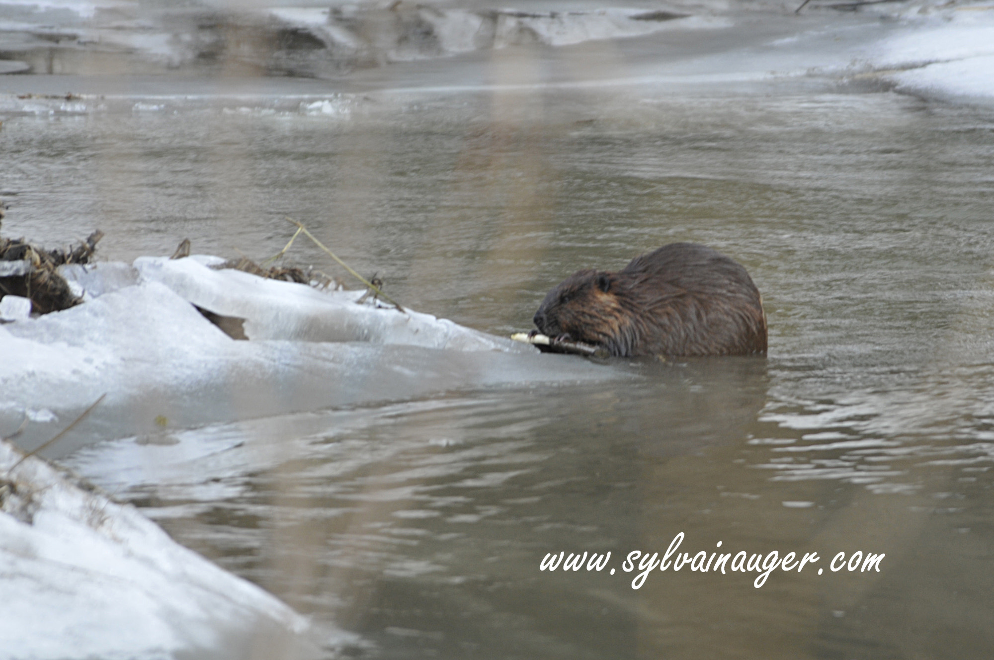 Nikon D300S sample photo. Winter lunch photography
