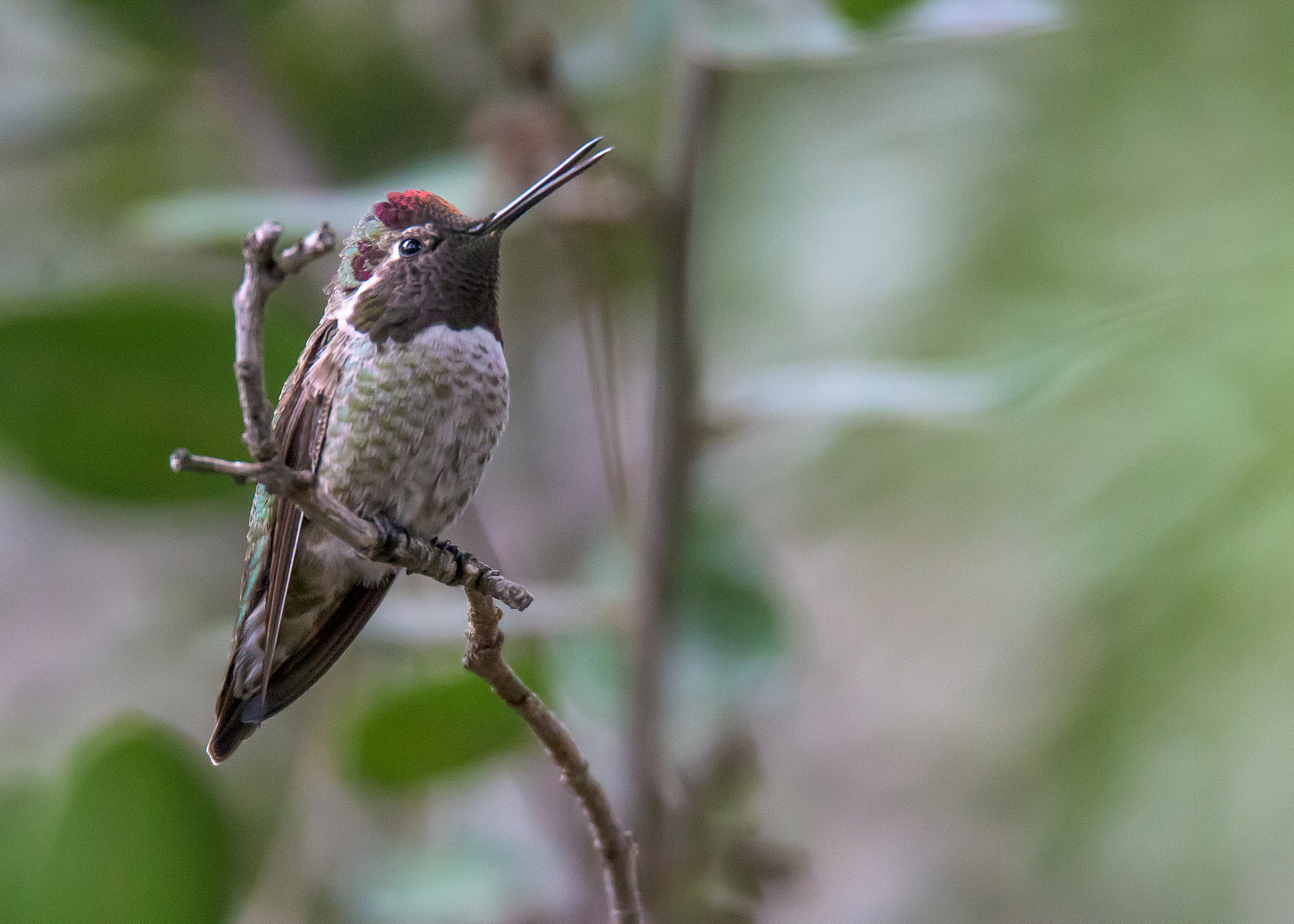Nikon D810 sample photo. Hummingbird photography