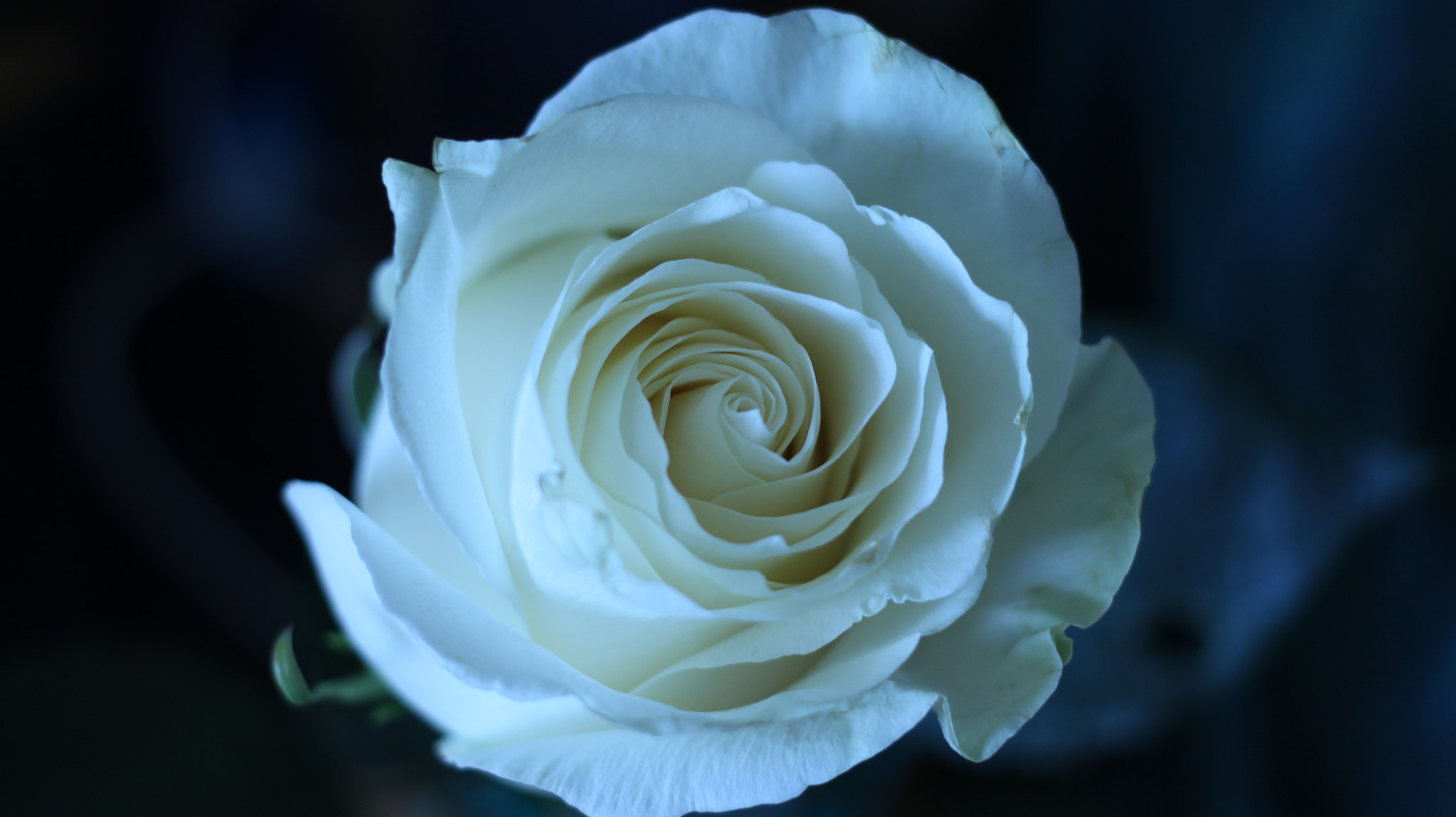 Canon EF 40mm F2.8 STM sample photo