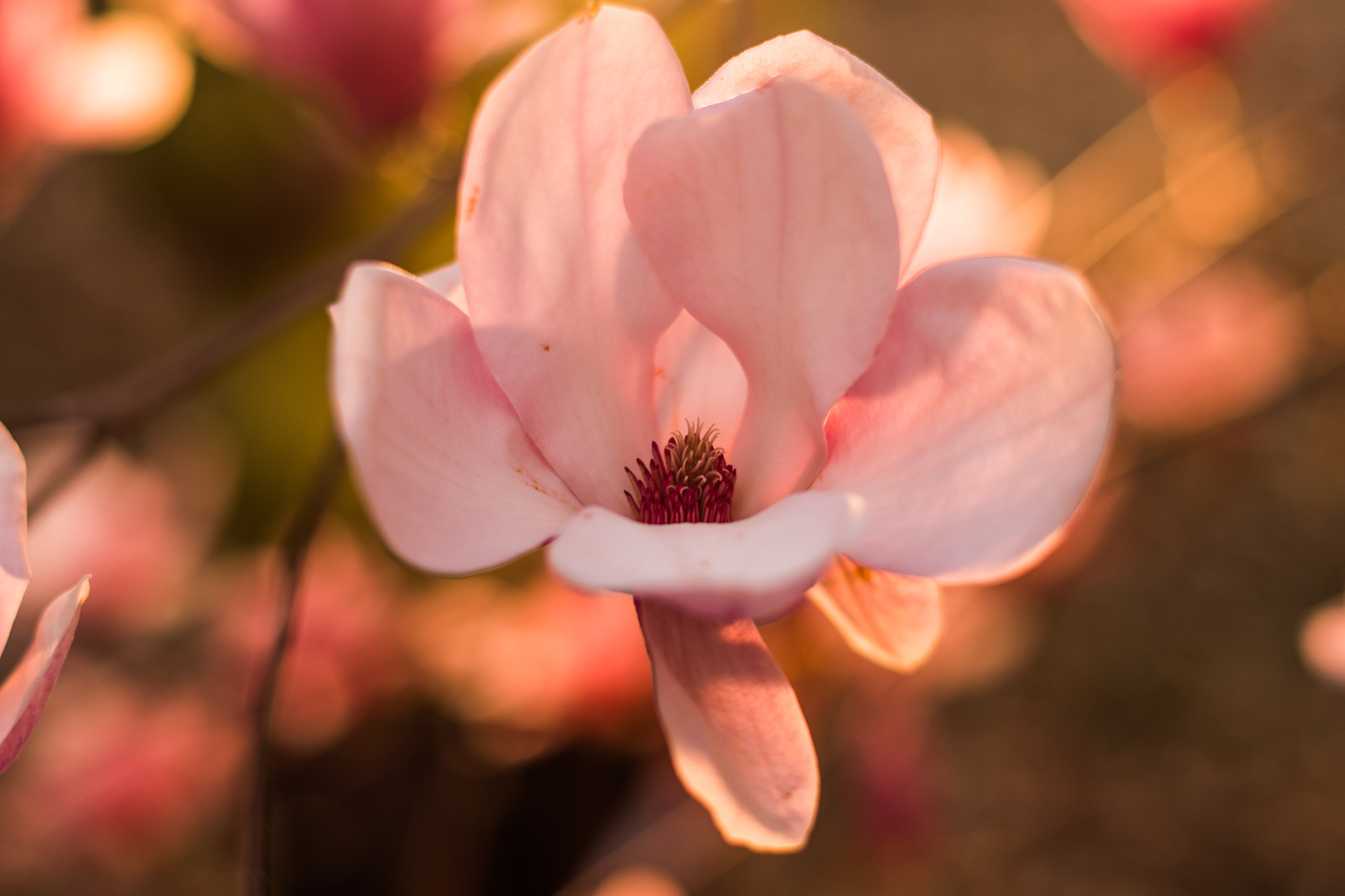 Nikon D500 + Nikon AF-S Nikkor 50mm F1.8G sample photo. Dreaming of magnolias photography