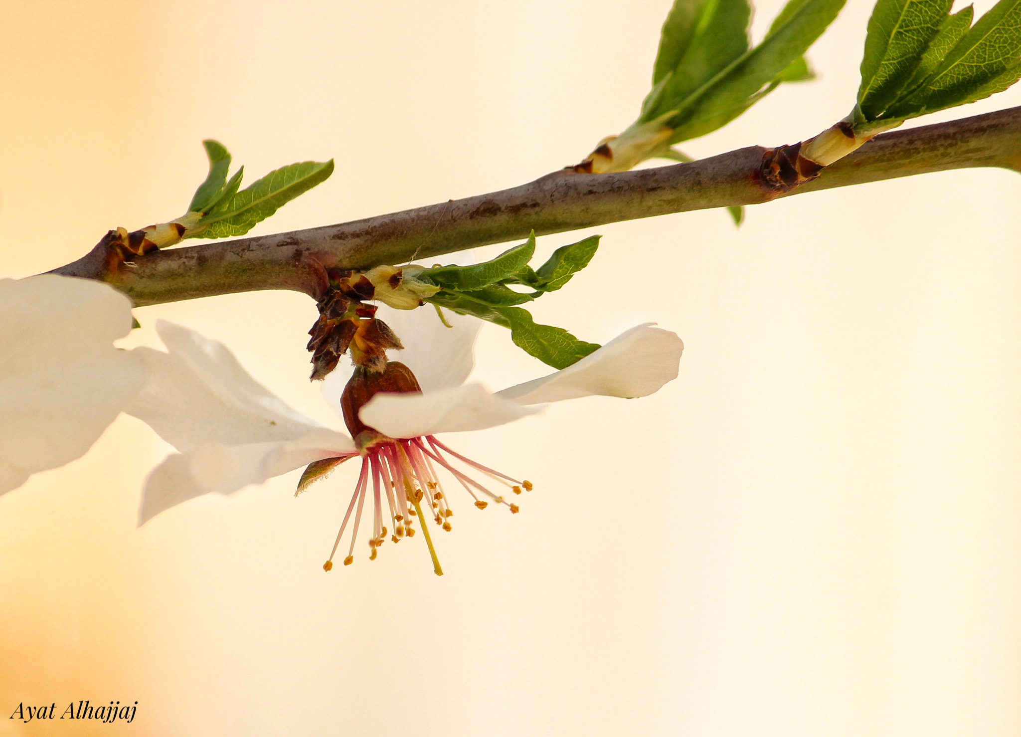 Canon EF-S 55-250mm F4-5.6 IS II sample photo. Almond flower photography
