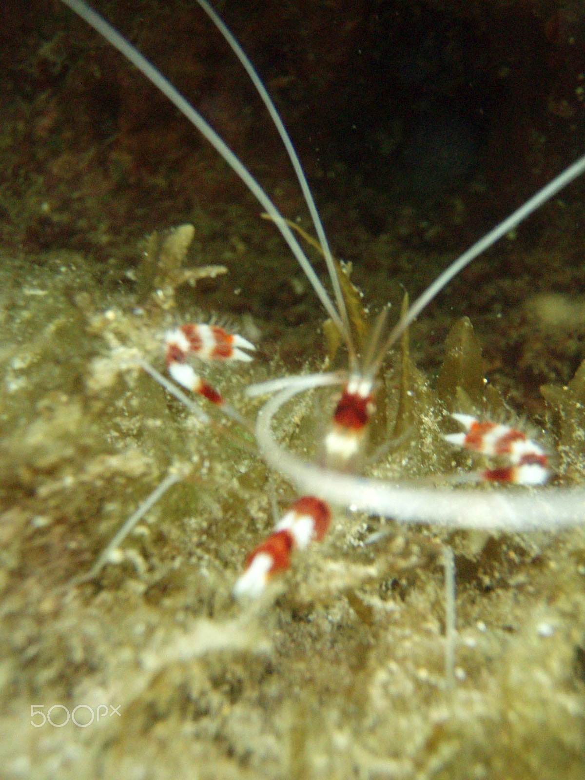 Olympus u720SW,S720SW sample photo. Banded coral shrimp, kauai photography