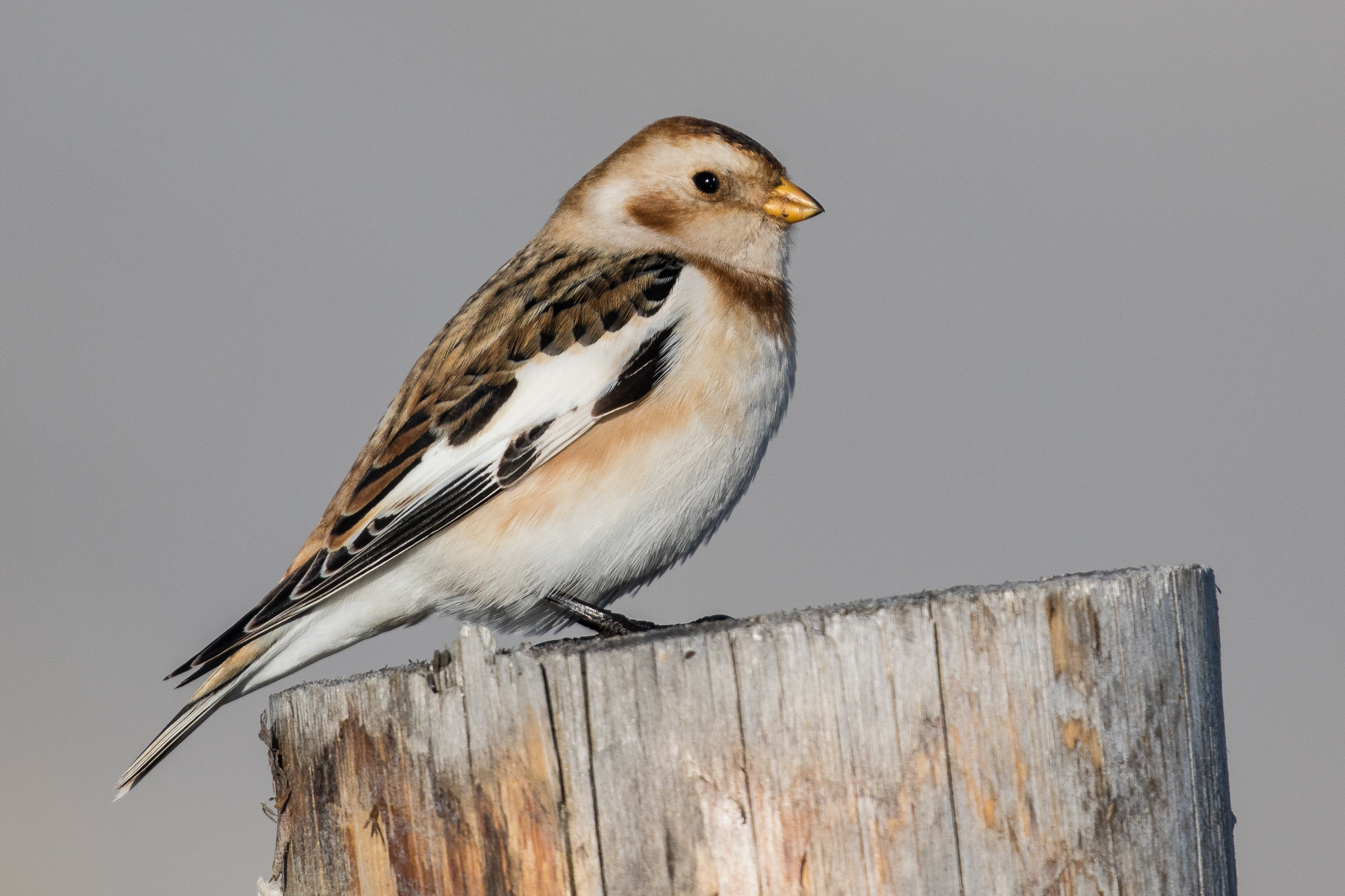 Canon EOS 7D Mark II sample photo. Snow bunting on post photography