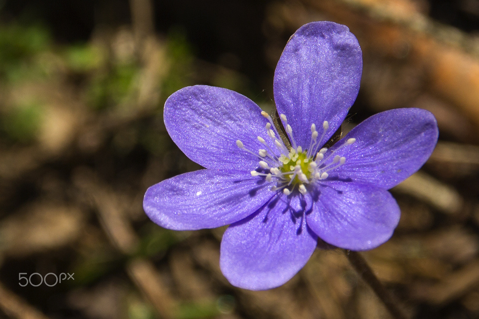 Sigma 18-250mm F3.5-6.3 DC OS HSM sample photo. Purple flower photography