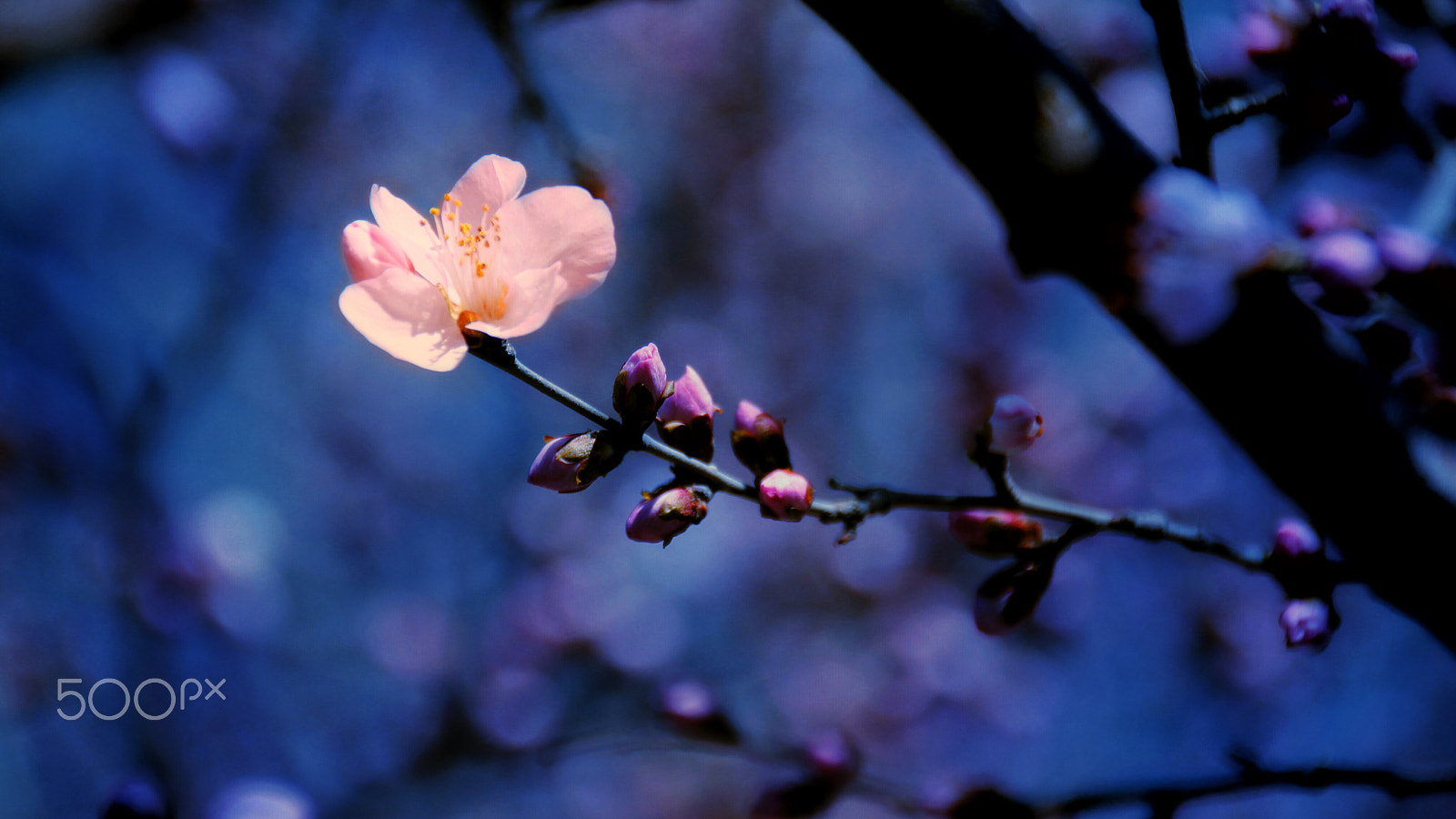 Canon EOS 550D (EOS Rebel T2i / EOS Kiss X4) sample photo. 你的照片 photography