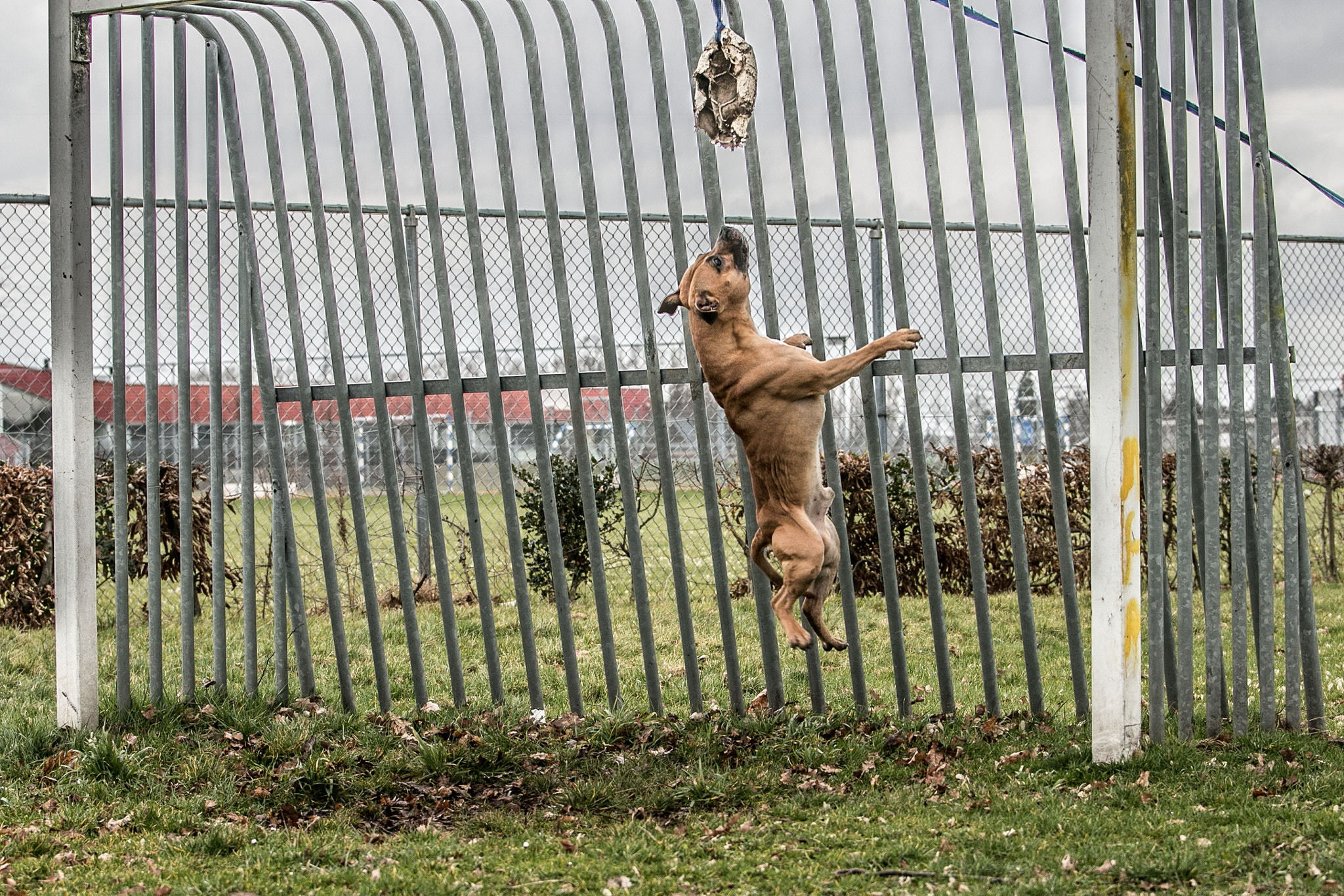 Canon EOS 70D + Canon EF 70-200mm F4L IS USM sample photo. Best goalkeeper! photography