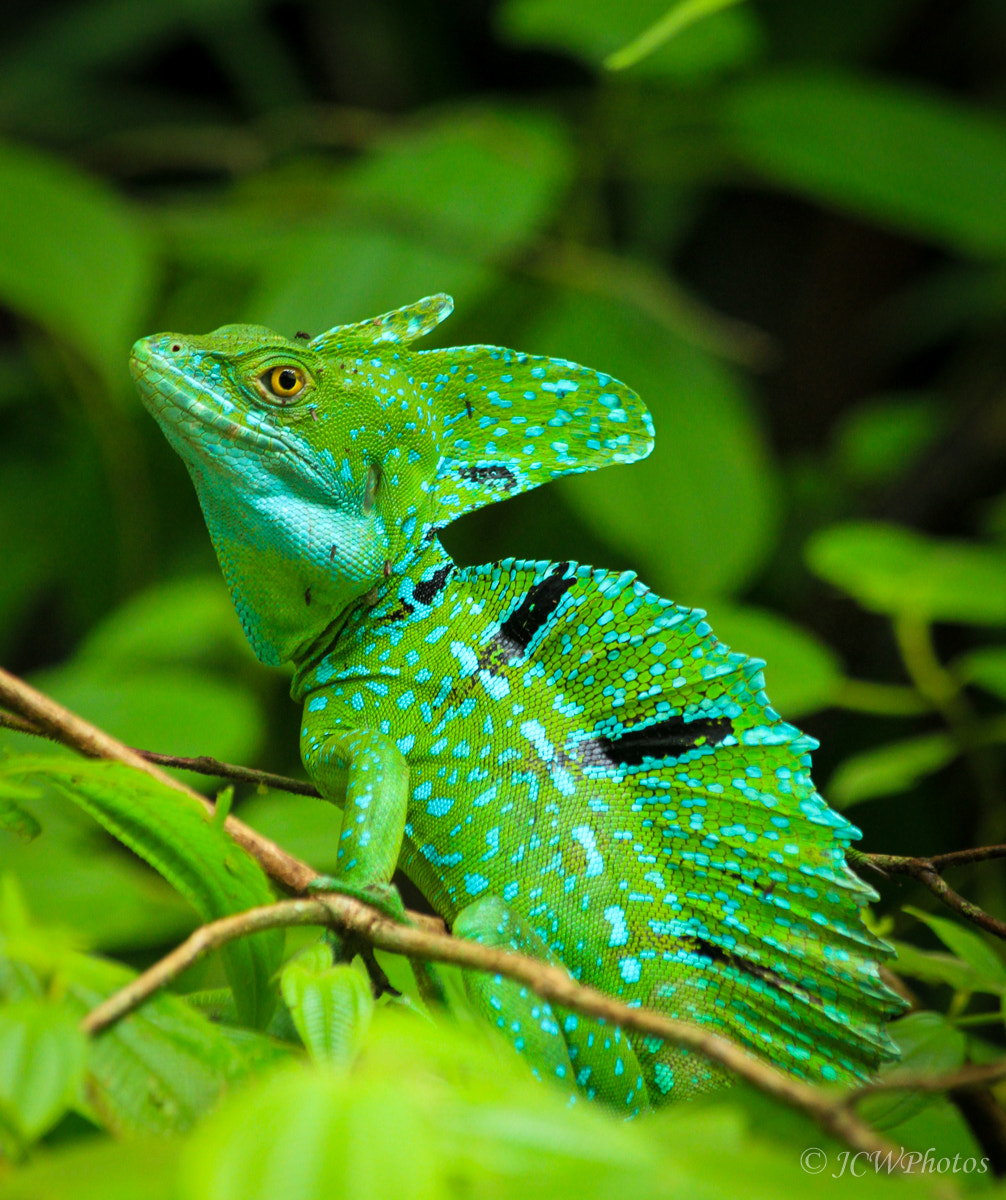 Canon EF 70-300mm F4-5.6 IS USM sample photo. Basiliscus plumifrons photography