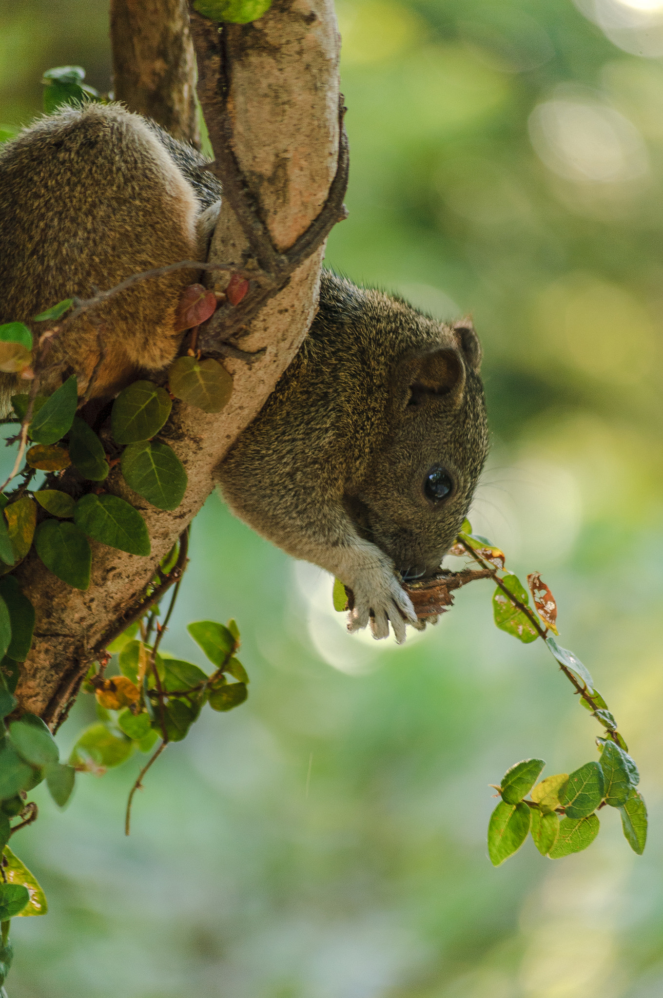 Nikon D2Xs sample photo. Eat photography