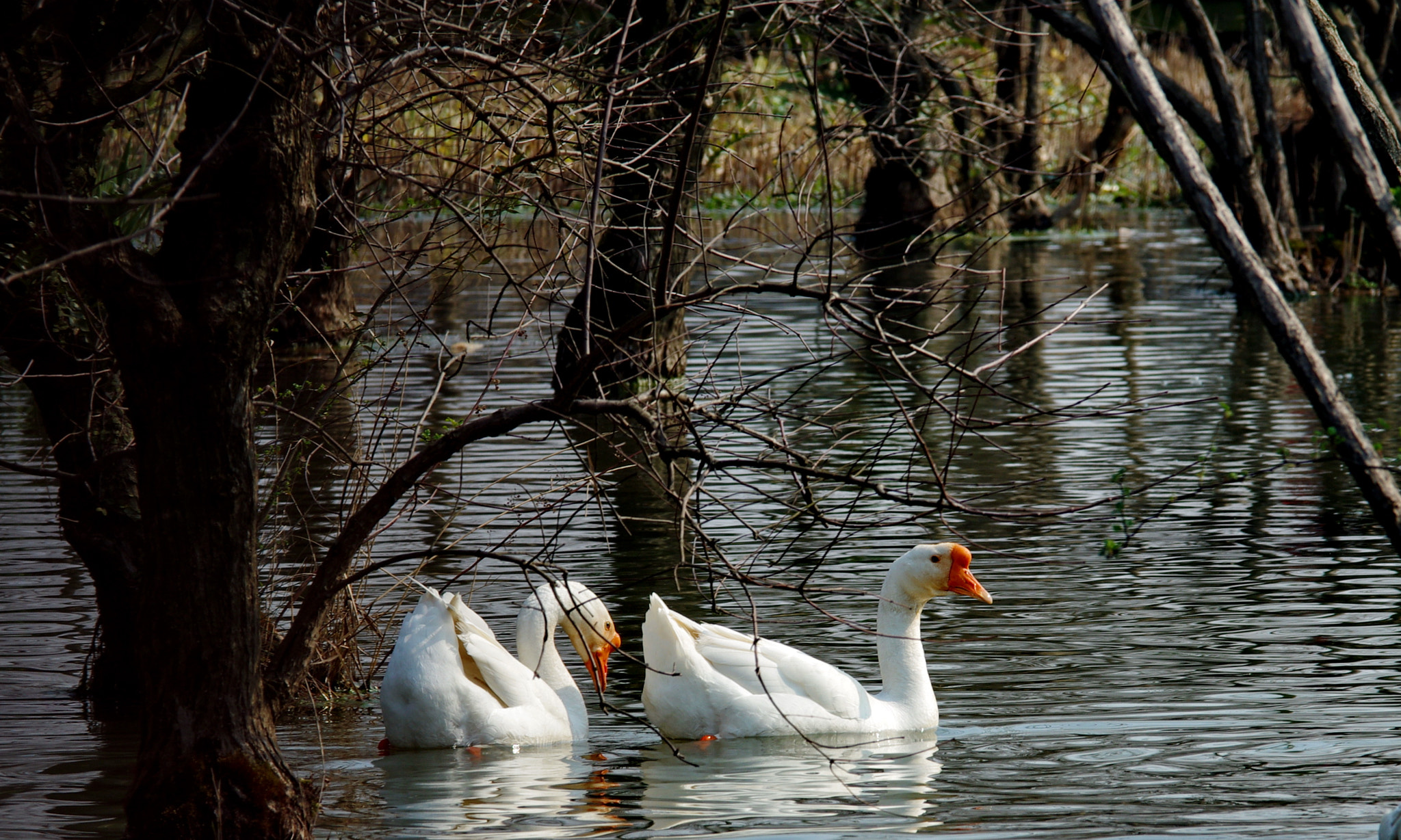 Pentax K-5 II sample photo. 出去看看 photography