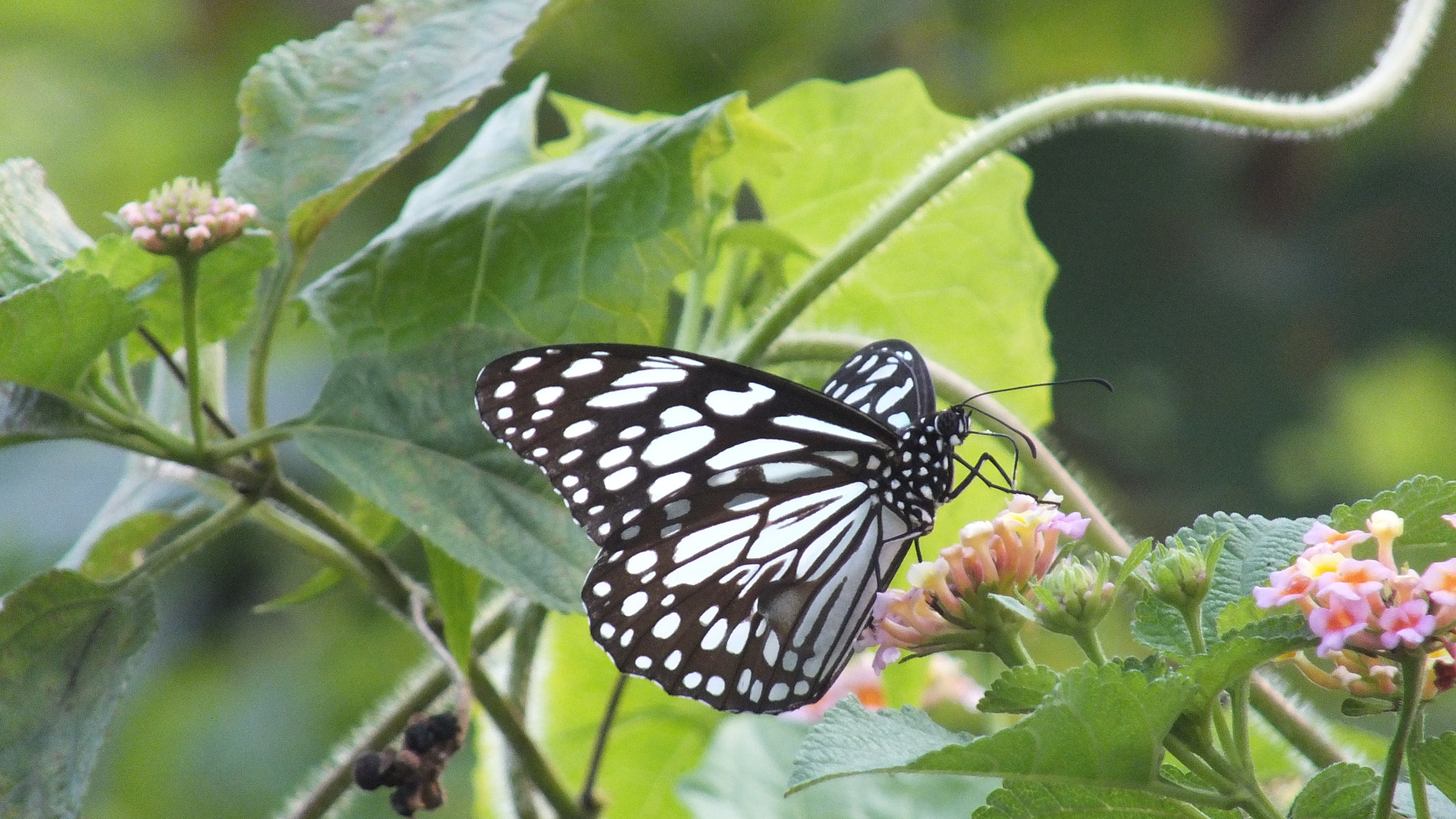 Fujifilm FinePix HS28EXR sample photo. Nectar hunter photography