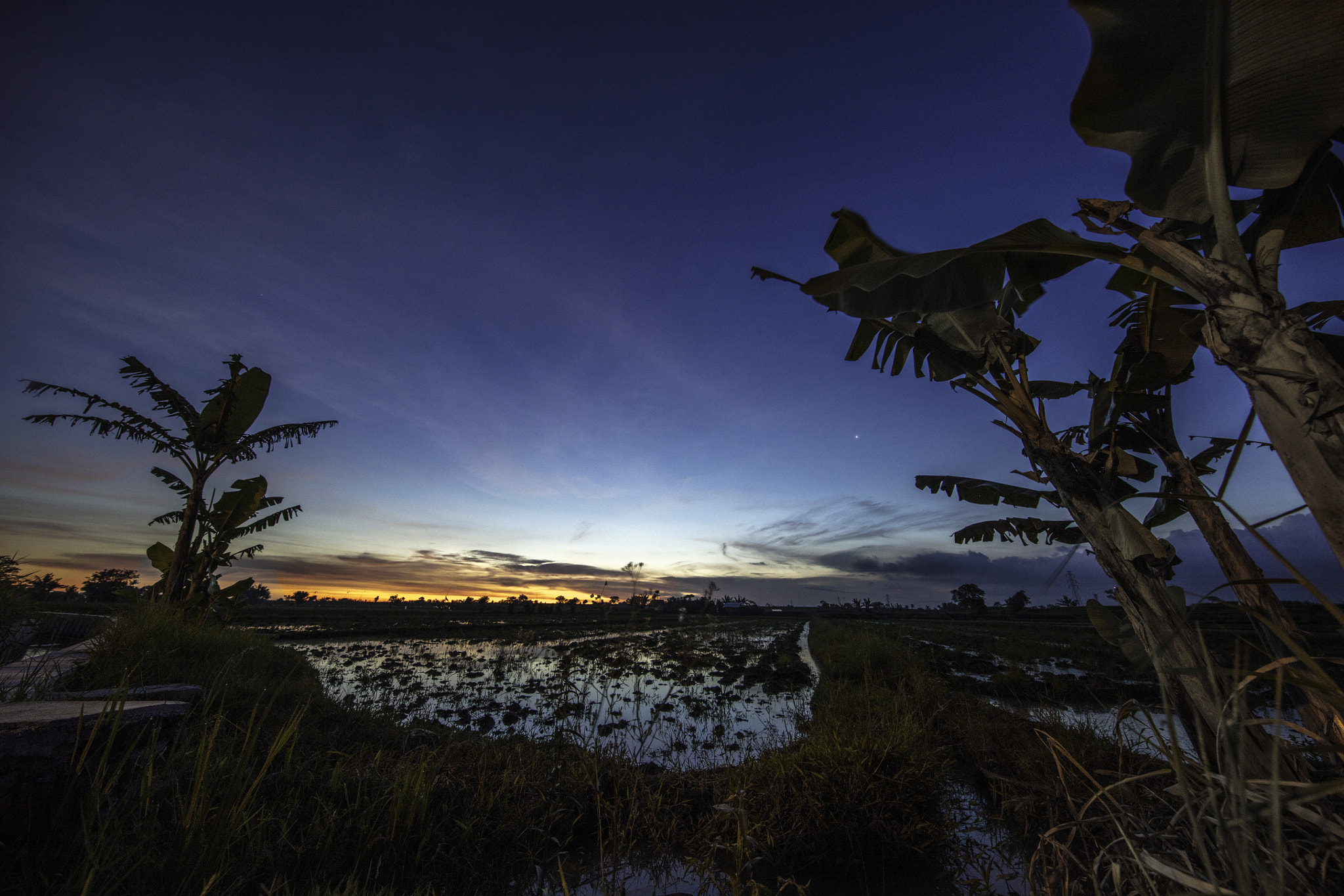Canon EOS 5DS R + Canon EF 11-24mm F4L USM sample photo. Sunset on rice fields, ubud bali photography