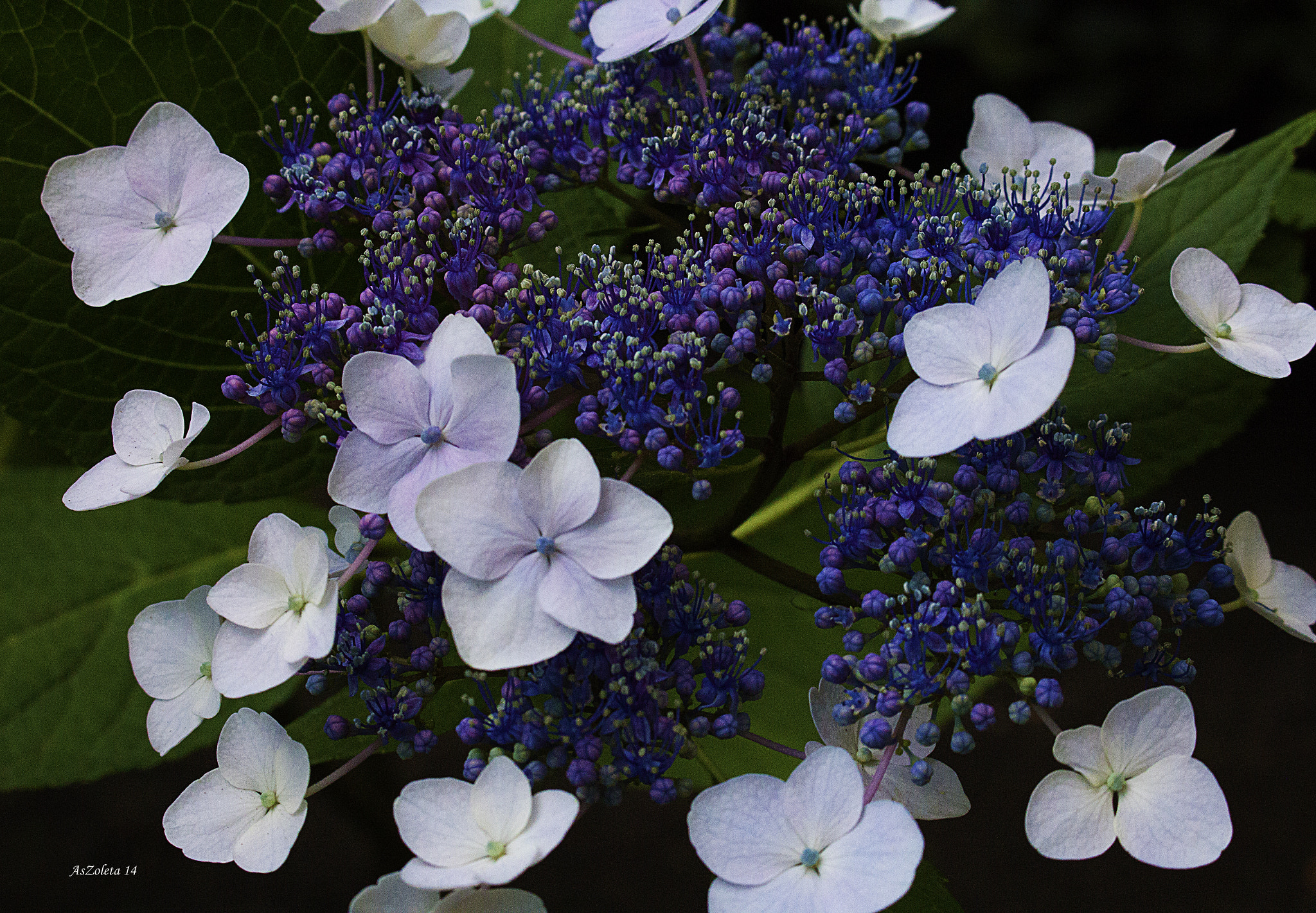 Canon EOS 60D sample photo. Fifteen. photography