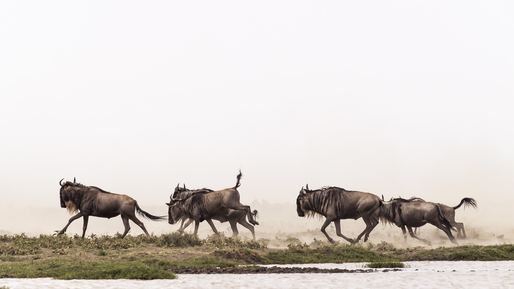 Nikon AF-S Nikkor 200-500mm F5.6E ED VR sample photo. The wildebeests. photography